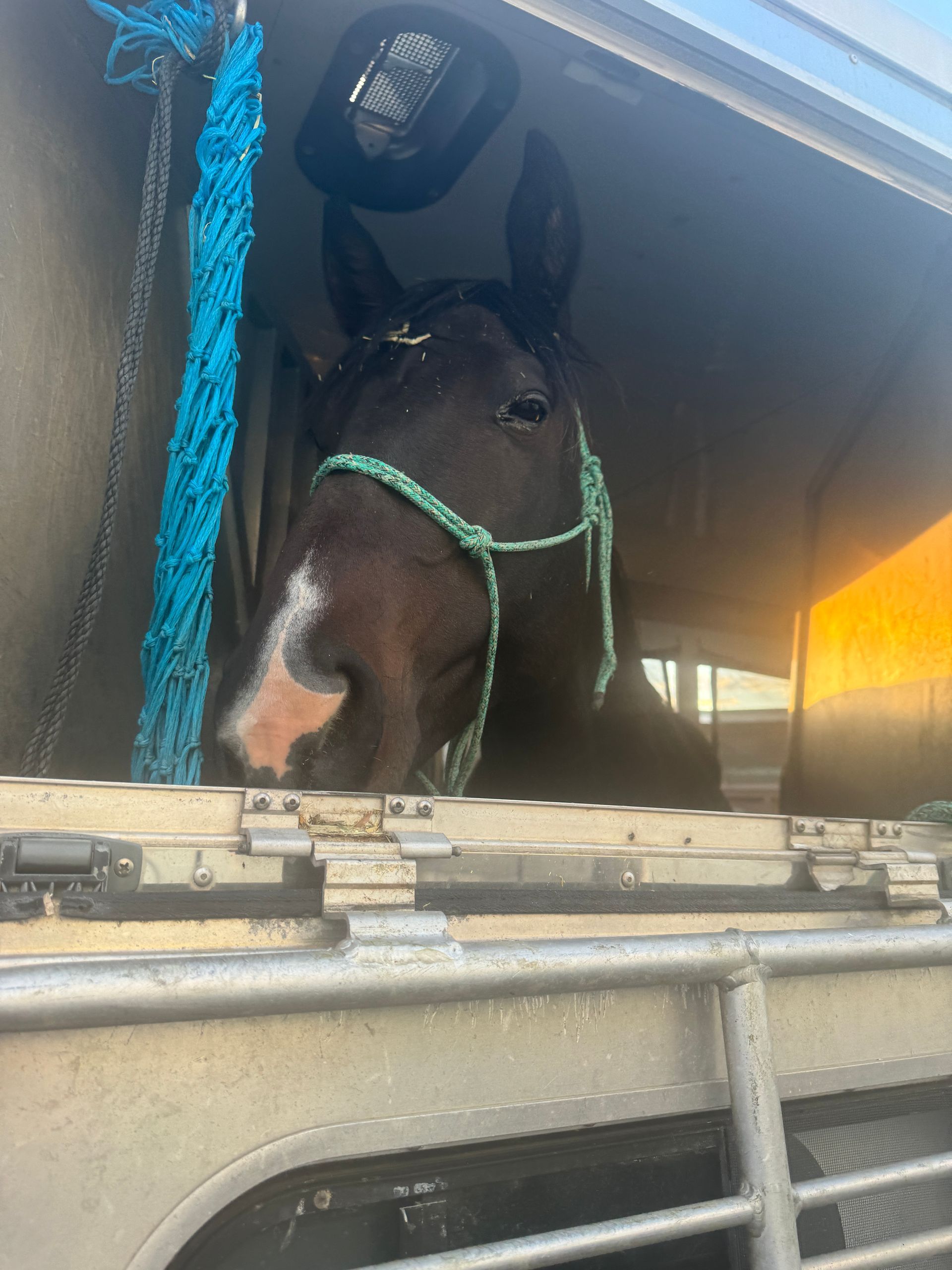 A horse with a green halter is sitting in a trailer.