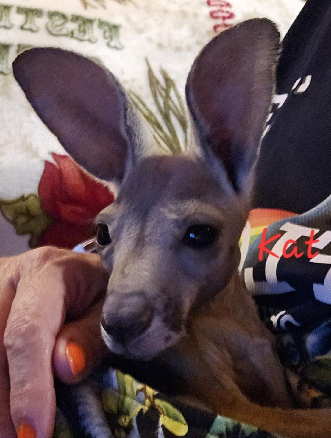 A kangaroo is being held by a person with orange nails