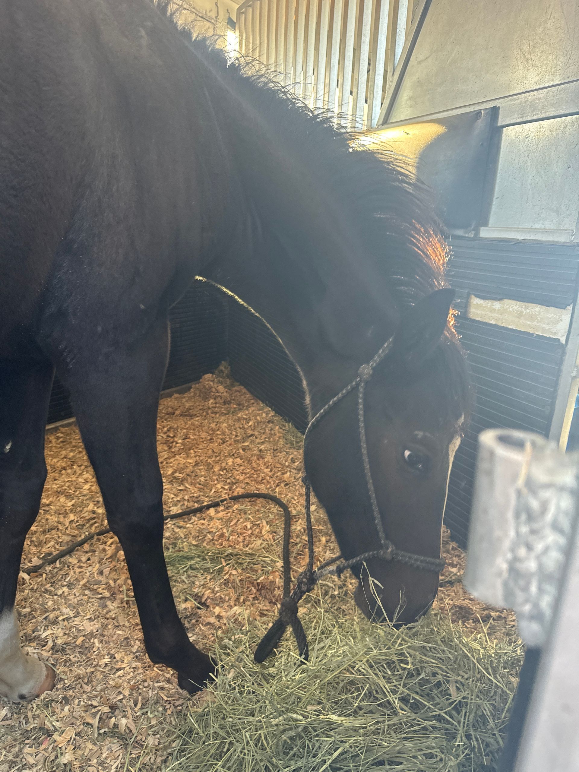 A black horse is eating hay in a stable