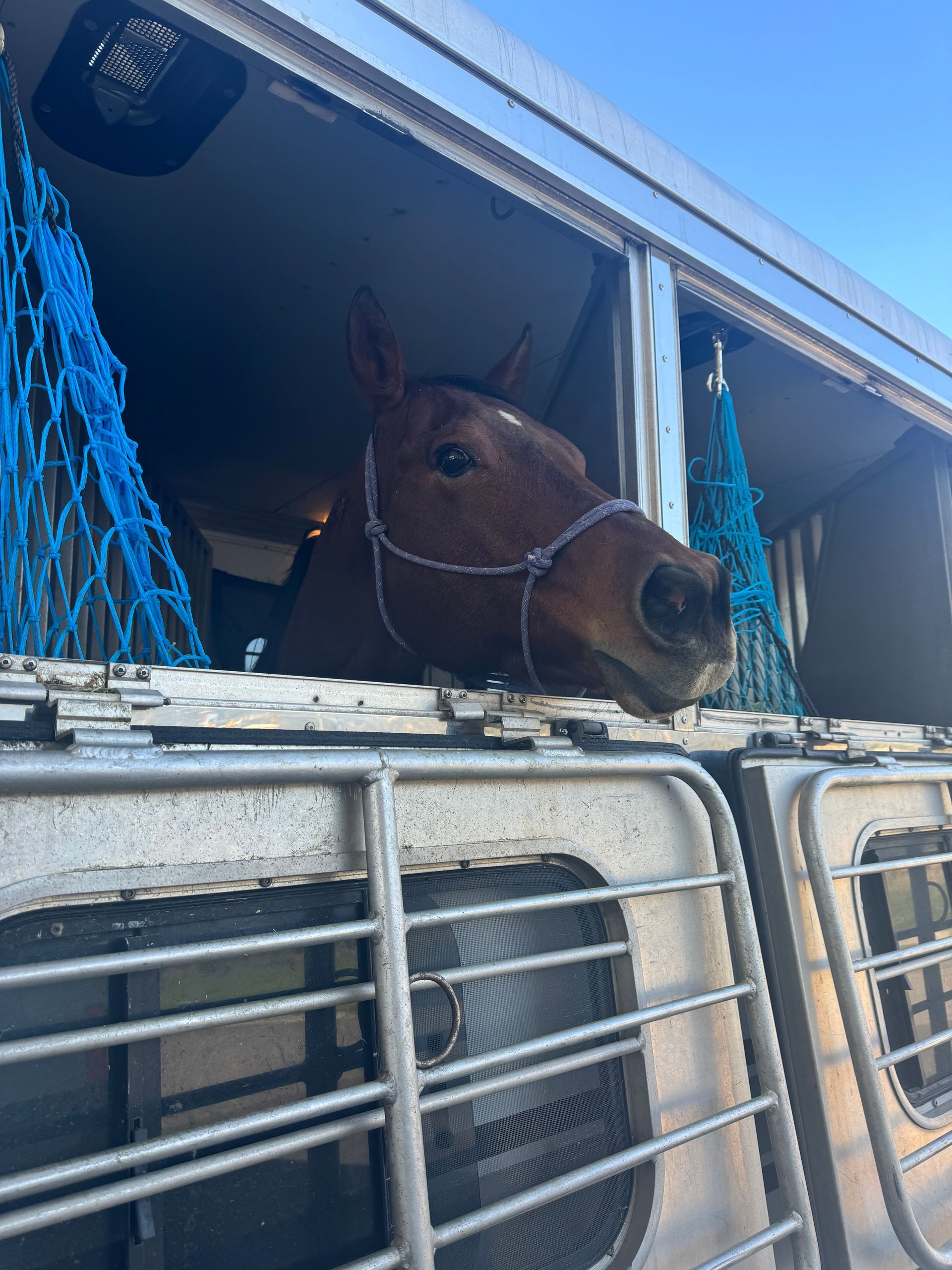 A horse in a cage looking out the window