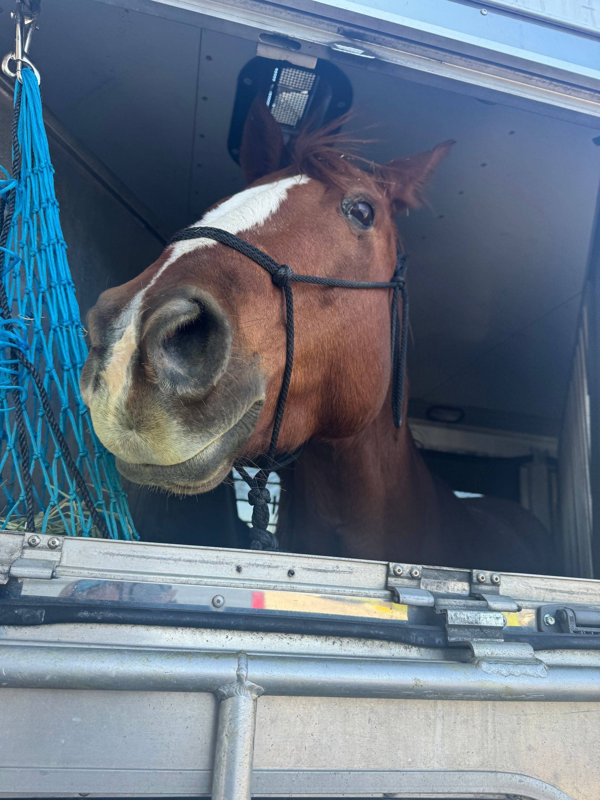 A brown and white horse is looking out of a trailer window.