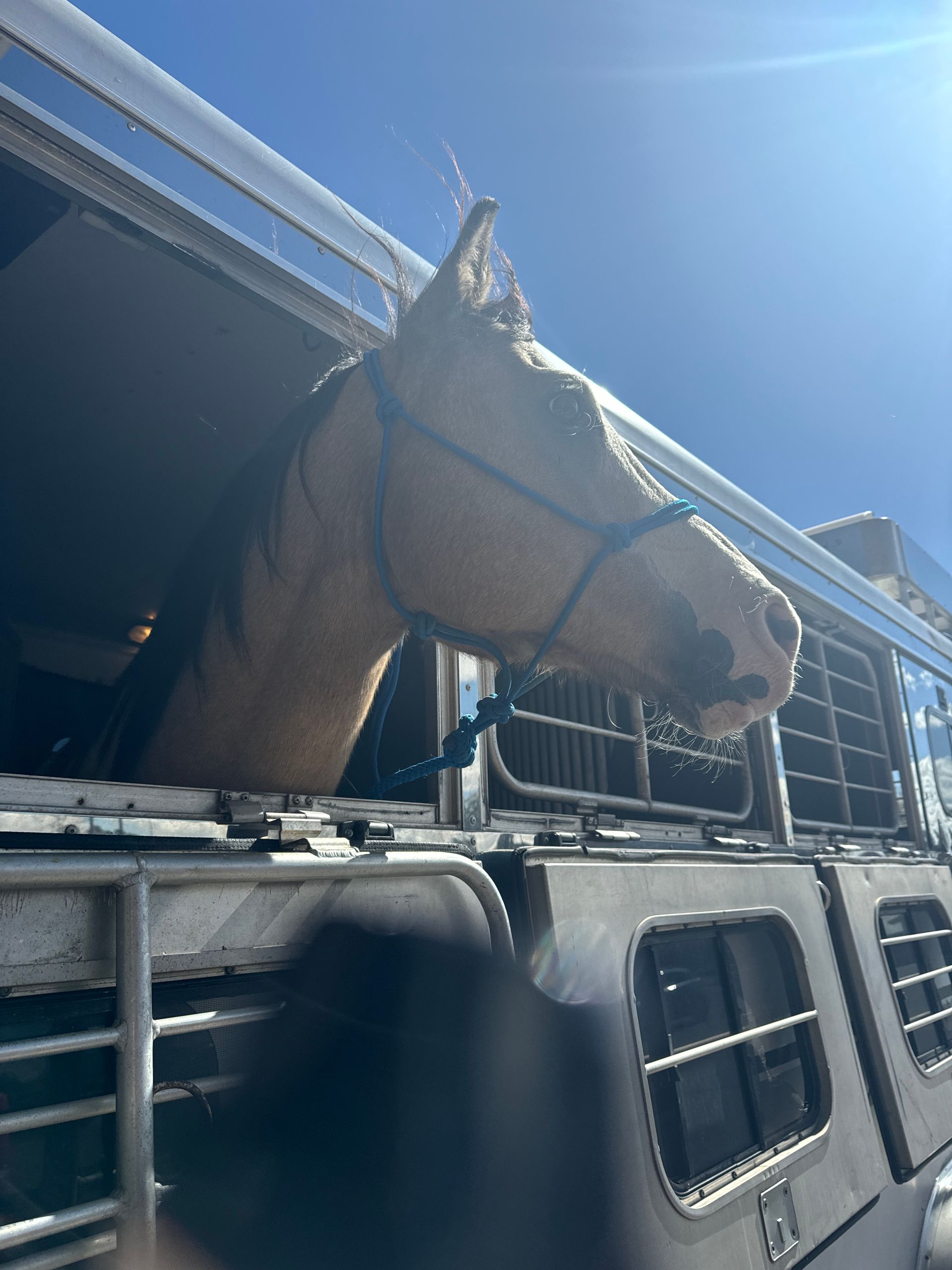 A horse is looking out of the window of a trailer.