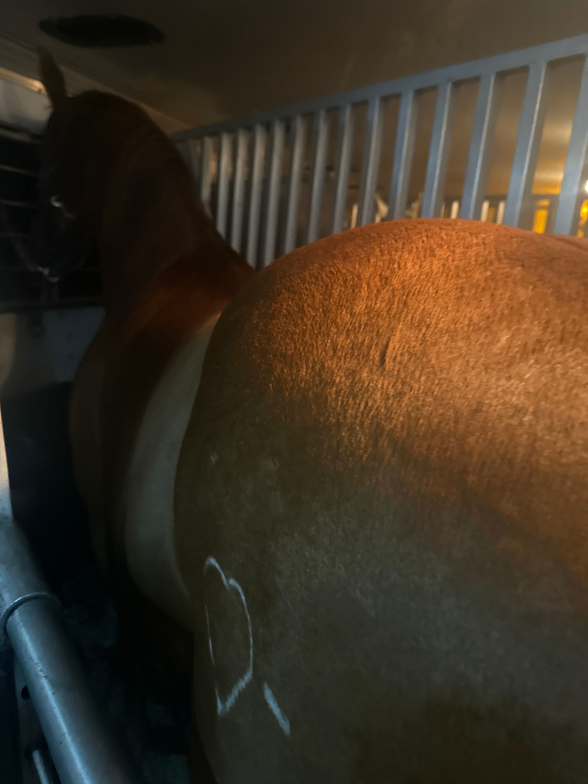 A horse with a heart drawn on its back