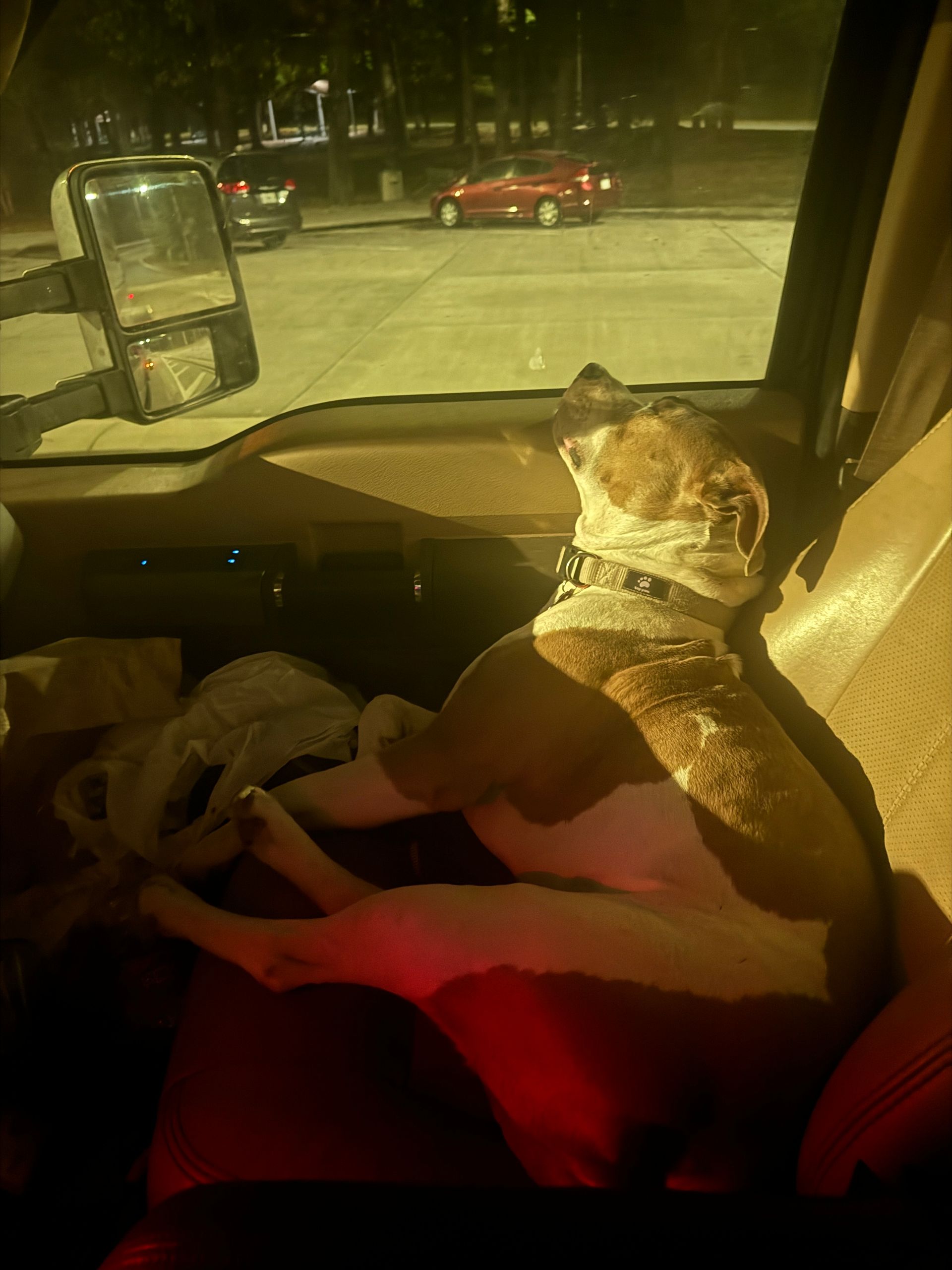 A dog is sitting in the back seat of a car looking out the window.