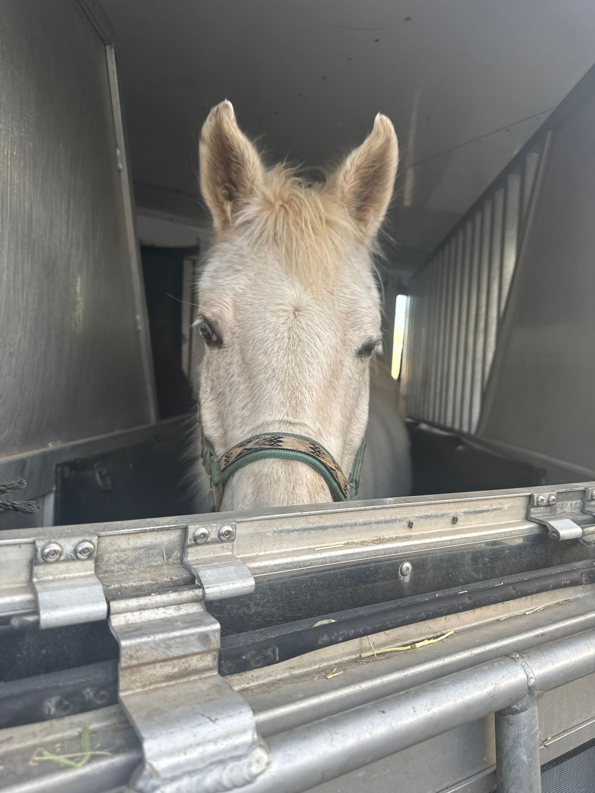 A white horse is looking out of a trailer window.