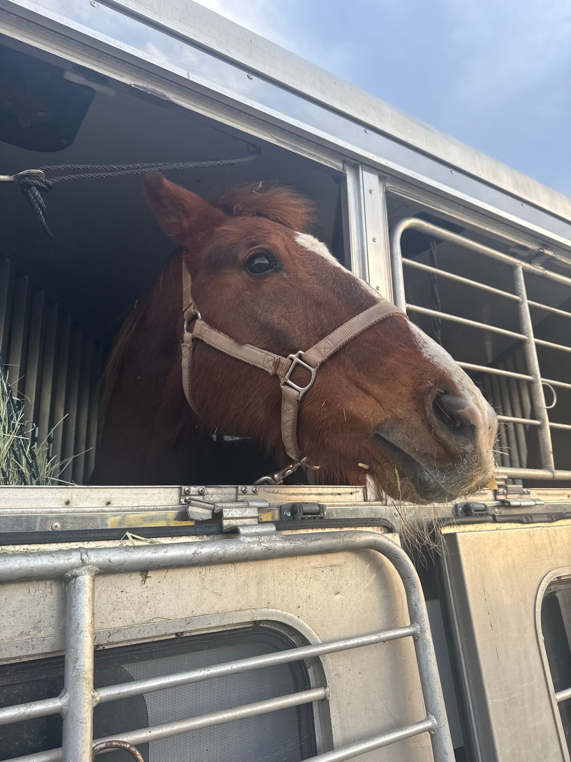 A brown horse is looking out of a trailer.