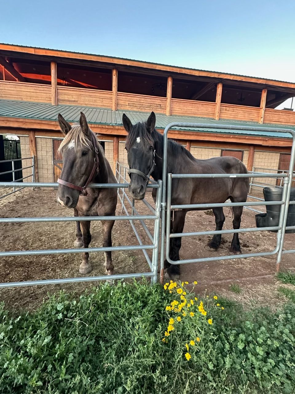 Two horses are standing next to each other in a fenced in area.