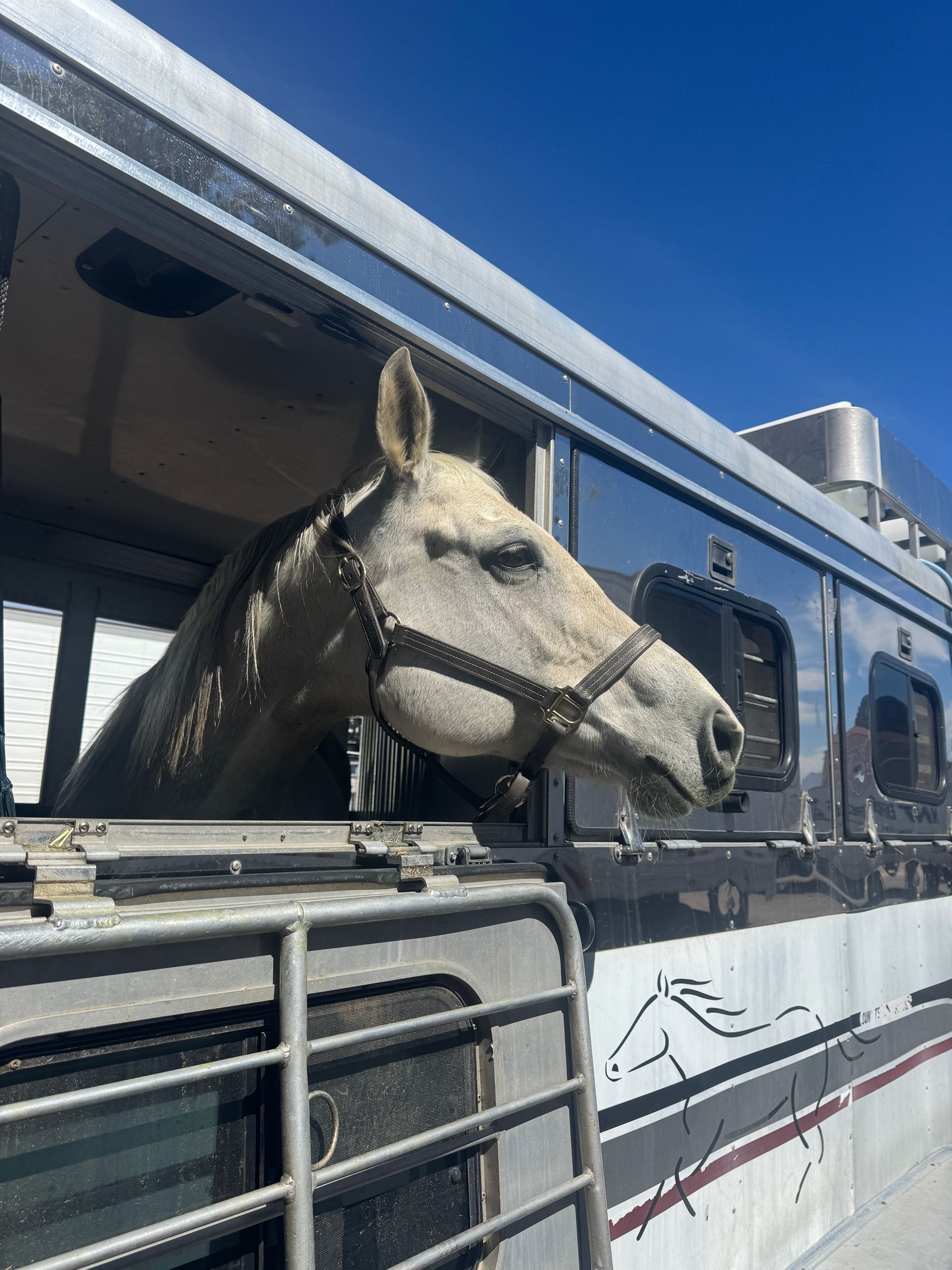 A horse is looking out of the window of a trailer.