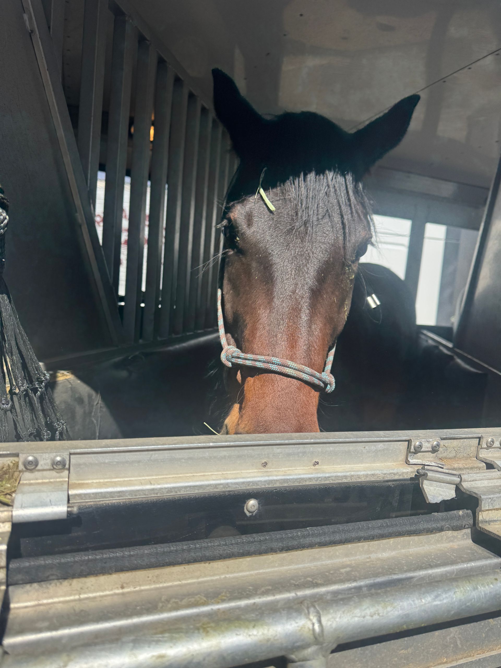 A horse is looking out of a window in a cage.