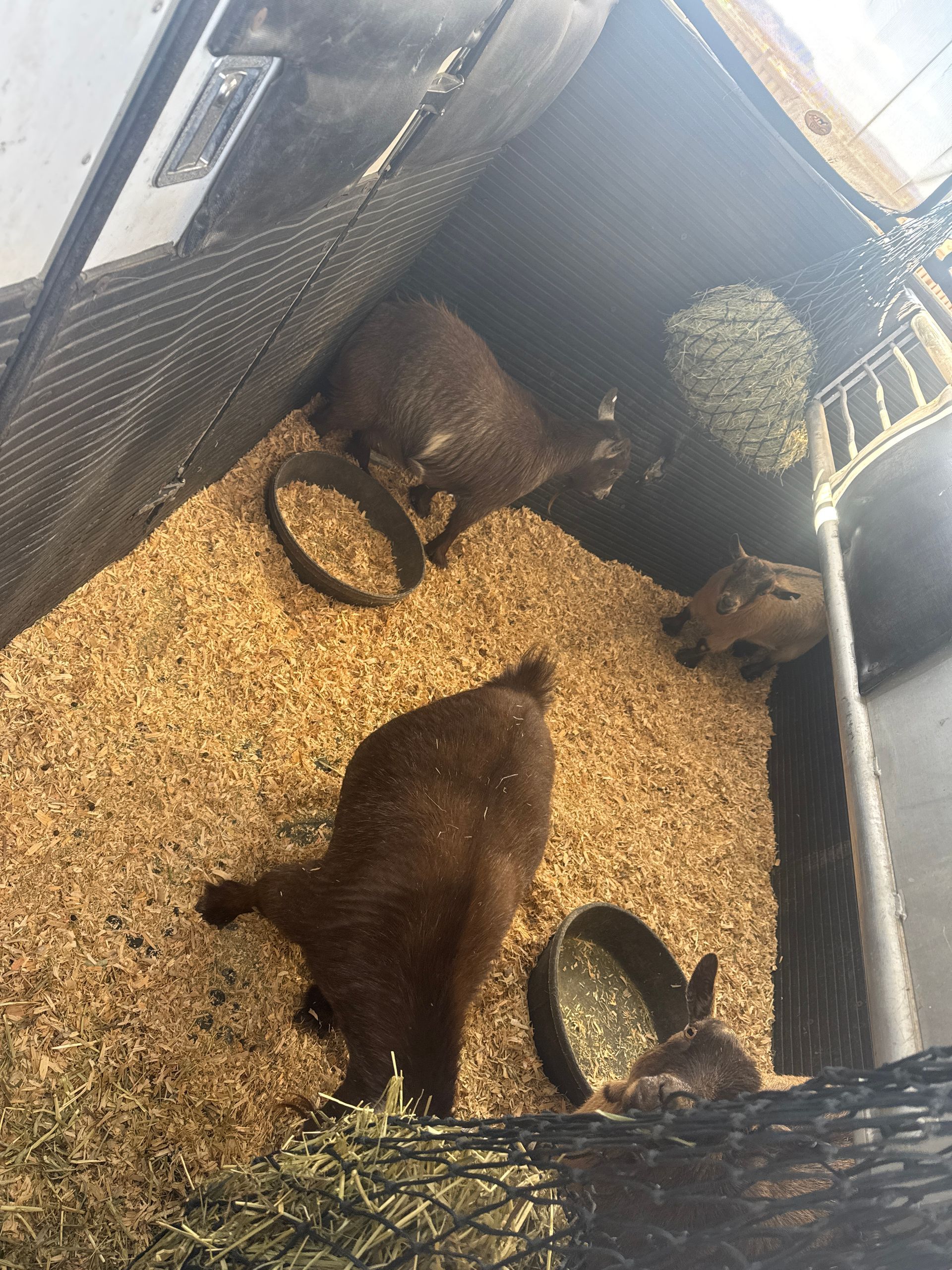 A group of goats are eating hay in a cage