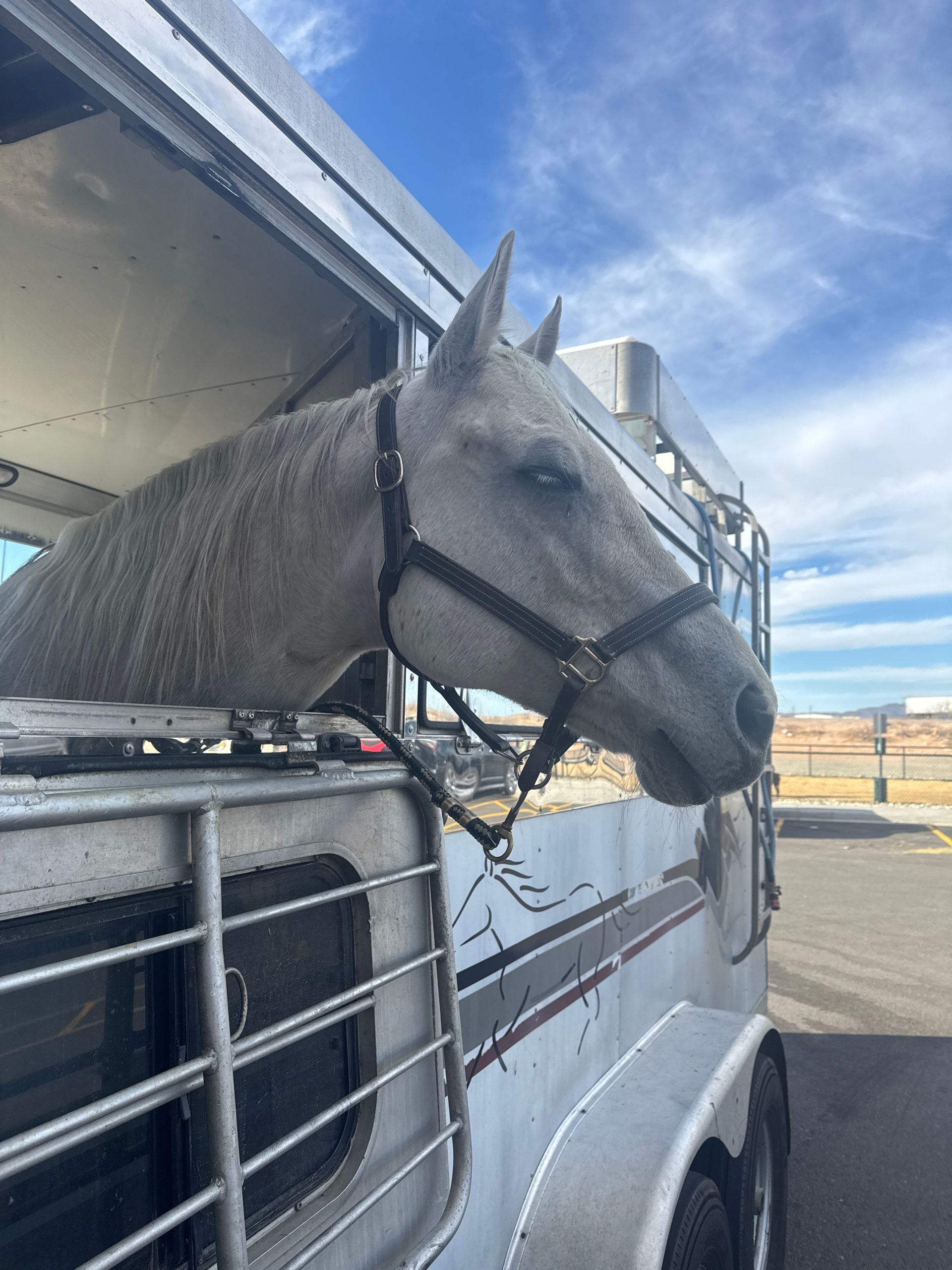A horse is sticking its head out of a trailer