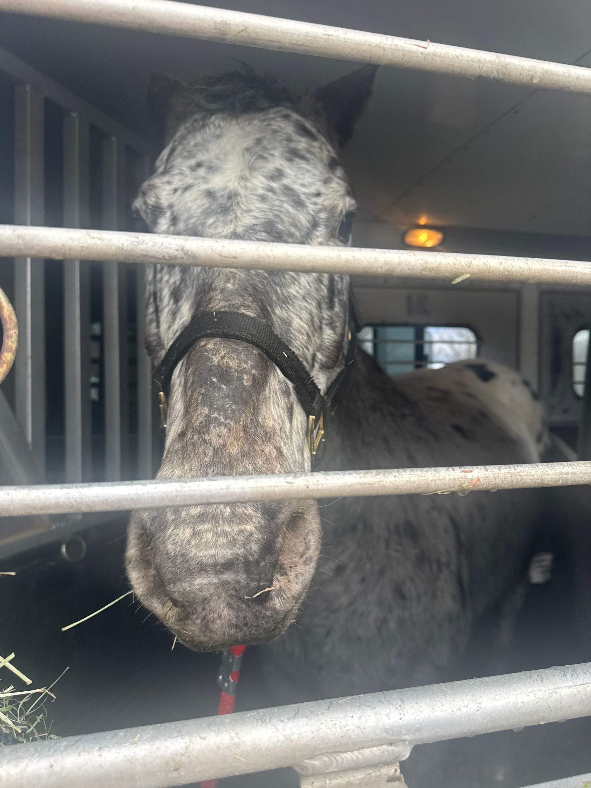A horse is behind bars in a cage and looking at the camera.