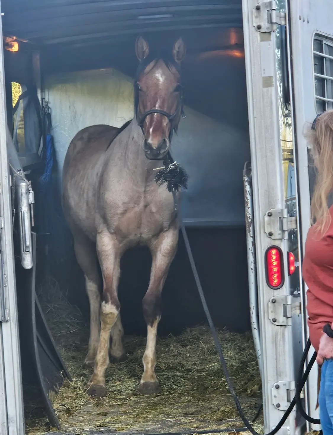 A horse is standing in the back of a trailer