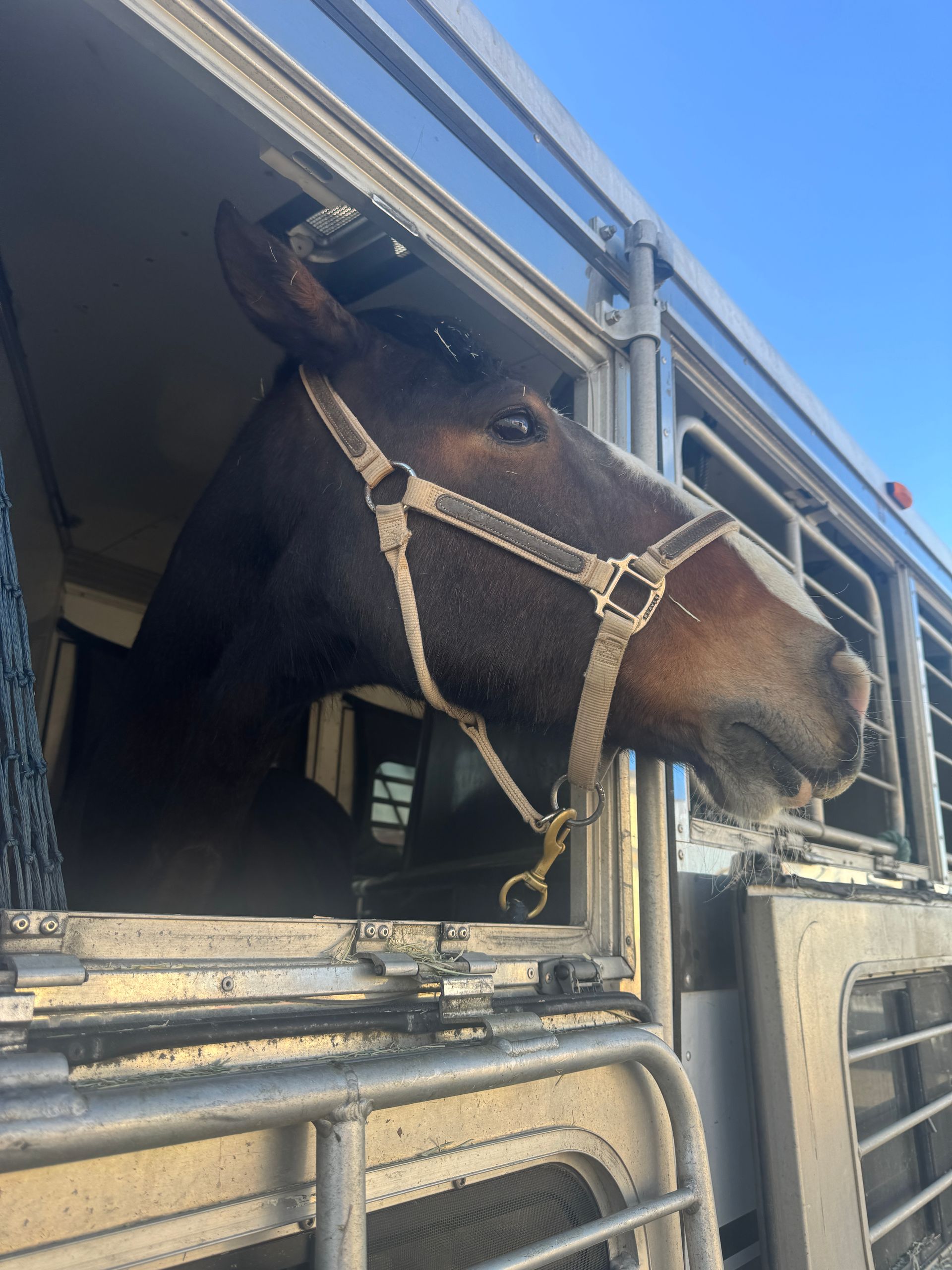 A horse in a trailer looking out the window