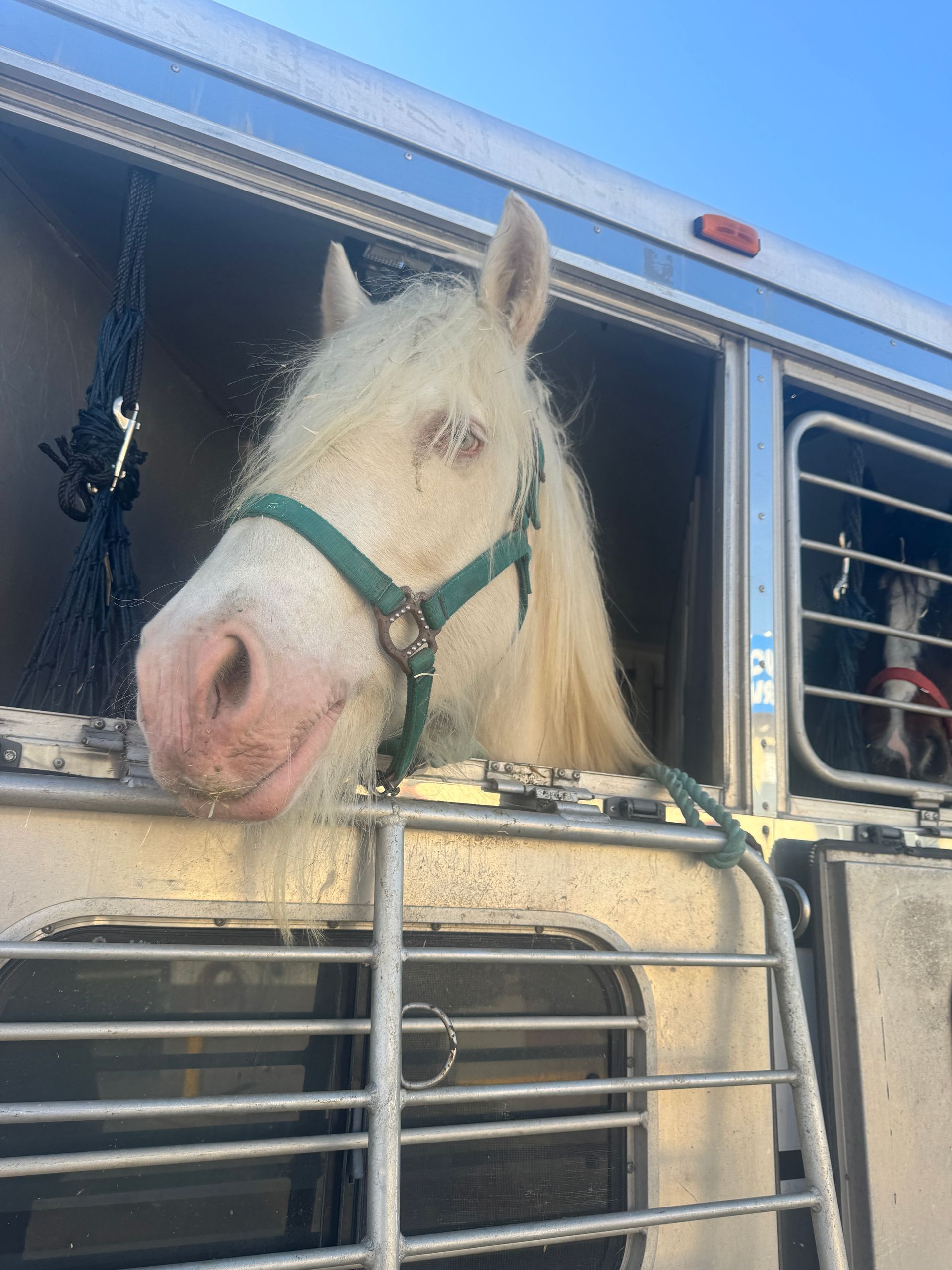 A white horse is looking out of a trailer window