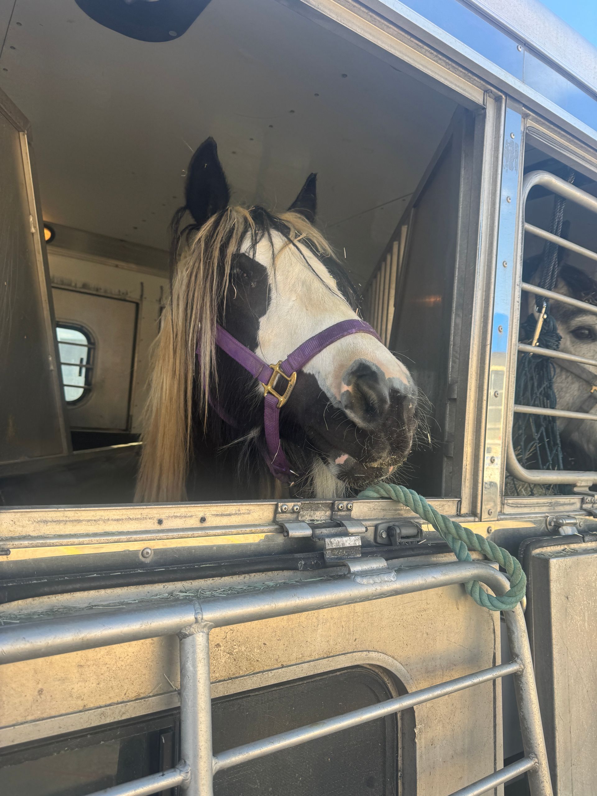 A horse is looking out of a trailer window.