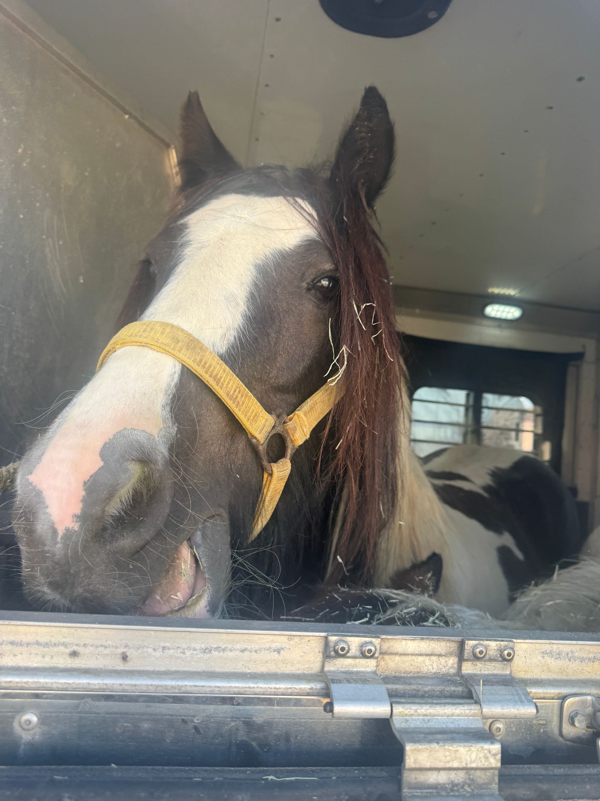 A brown and white horse with a yellow bridle