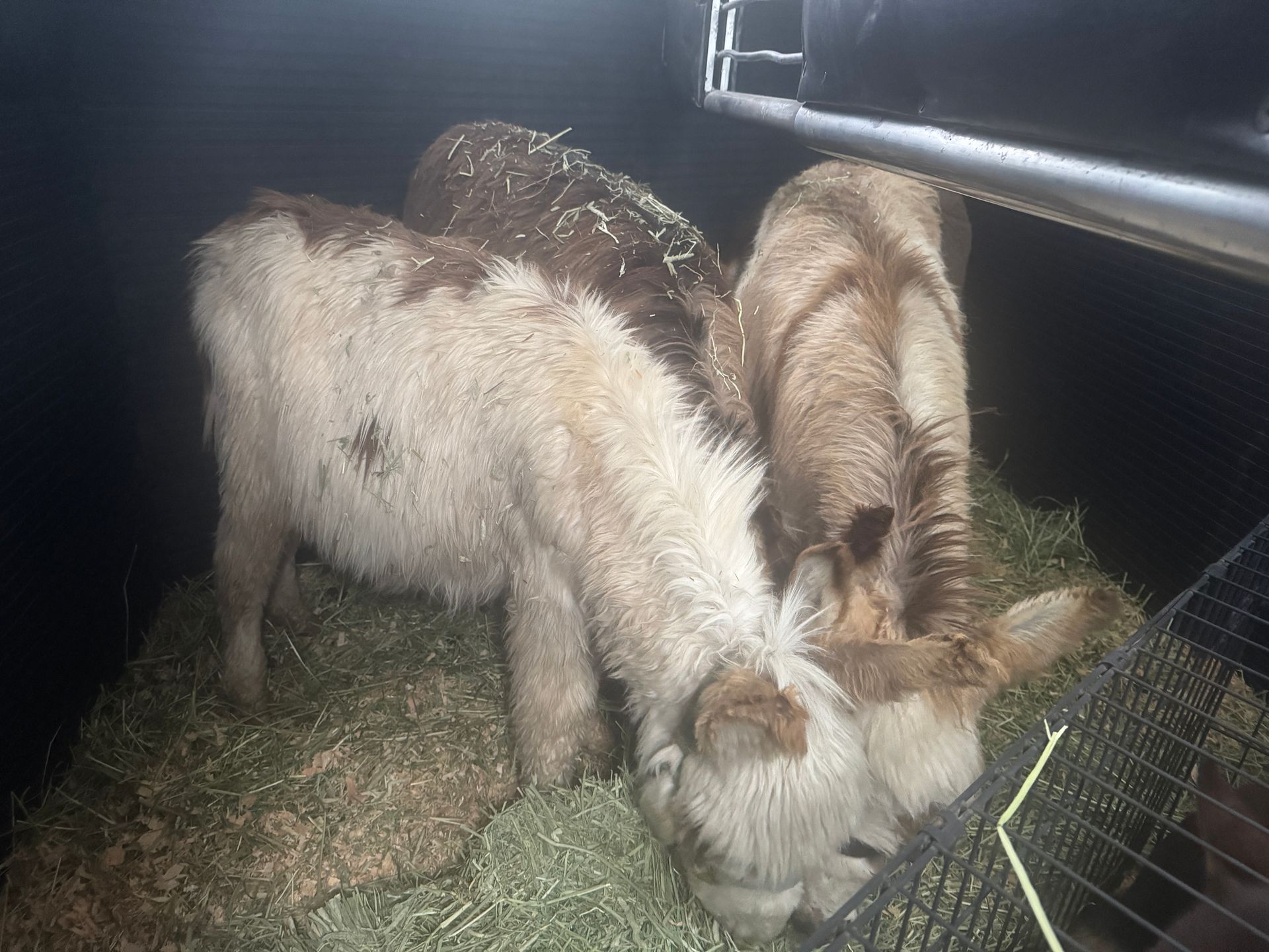 Two donkeys are eating hay in a cage.