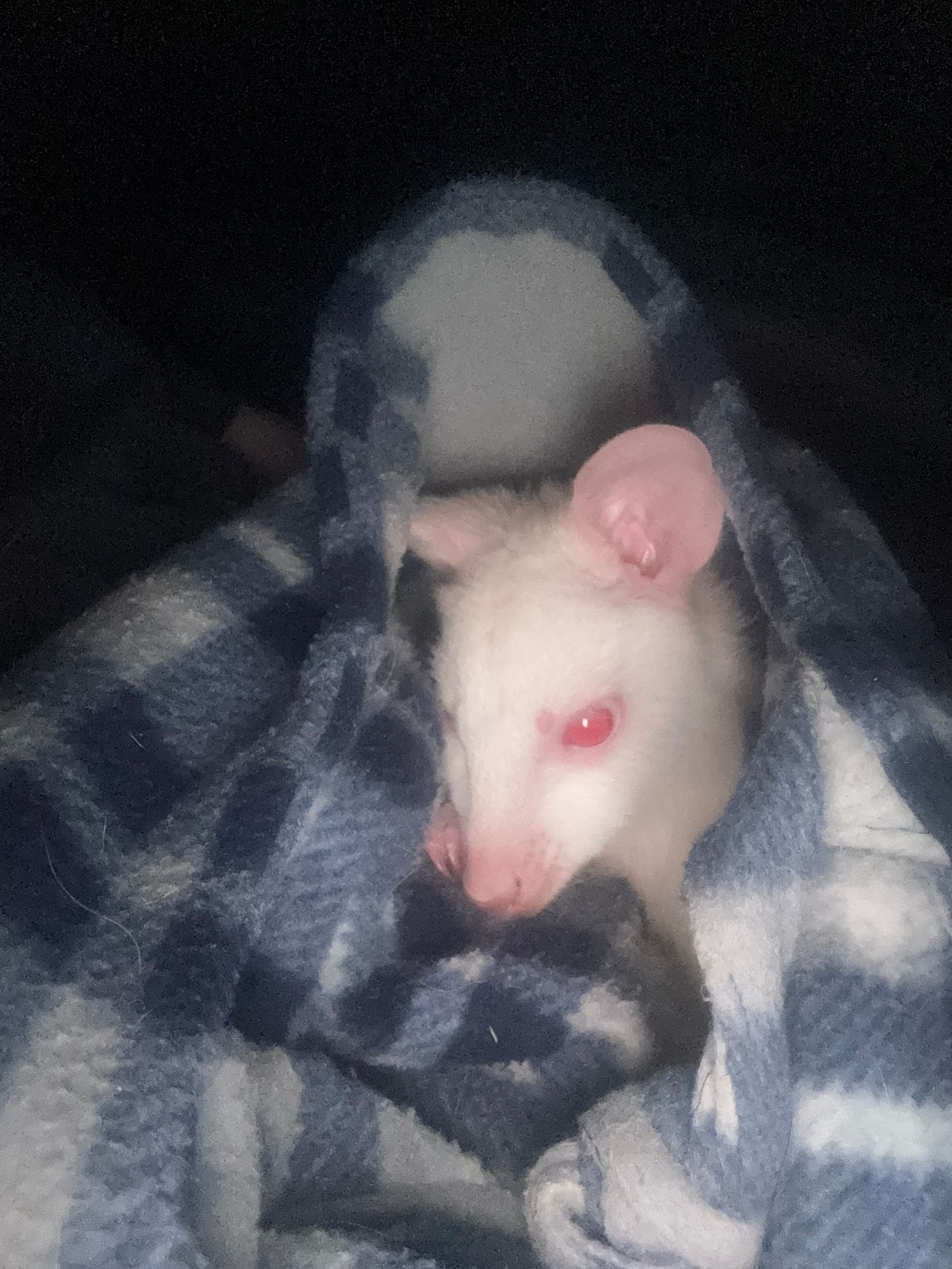 A white mouse with red eyes is wrapped in a blue and white blanket.