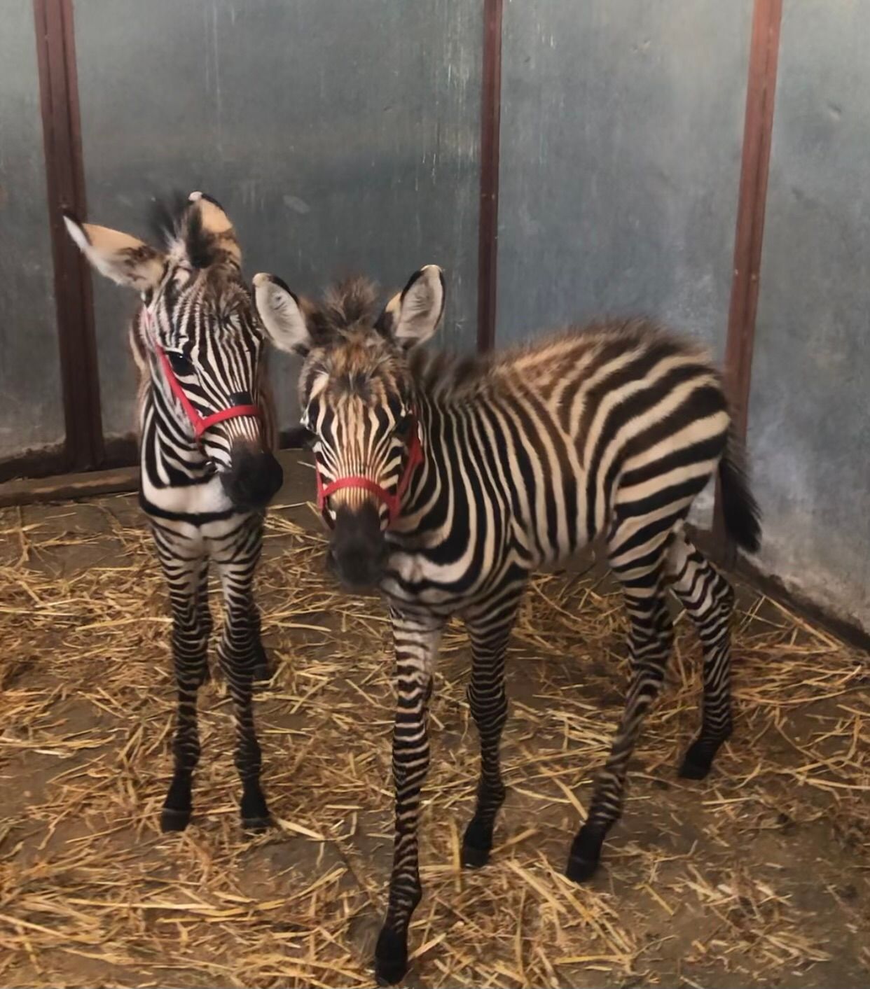 Two baby zebras are standing next to each other in a cage.