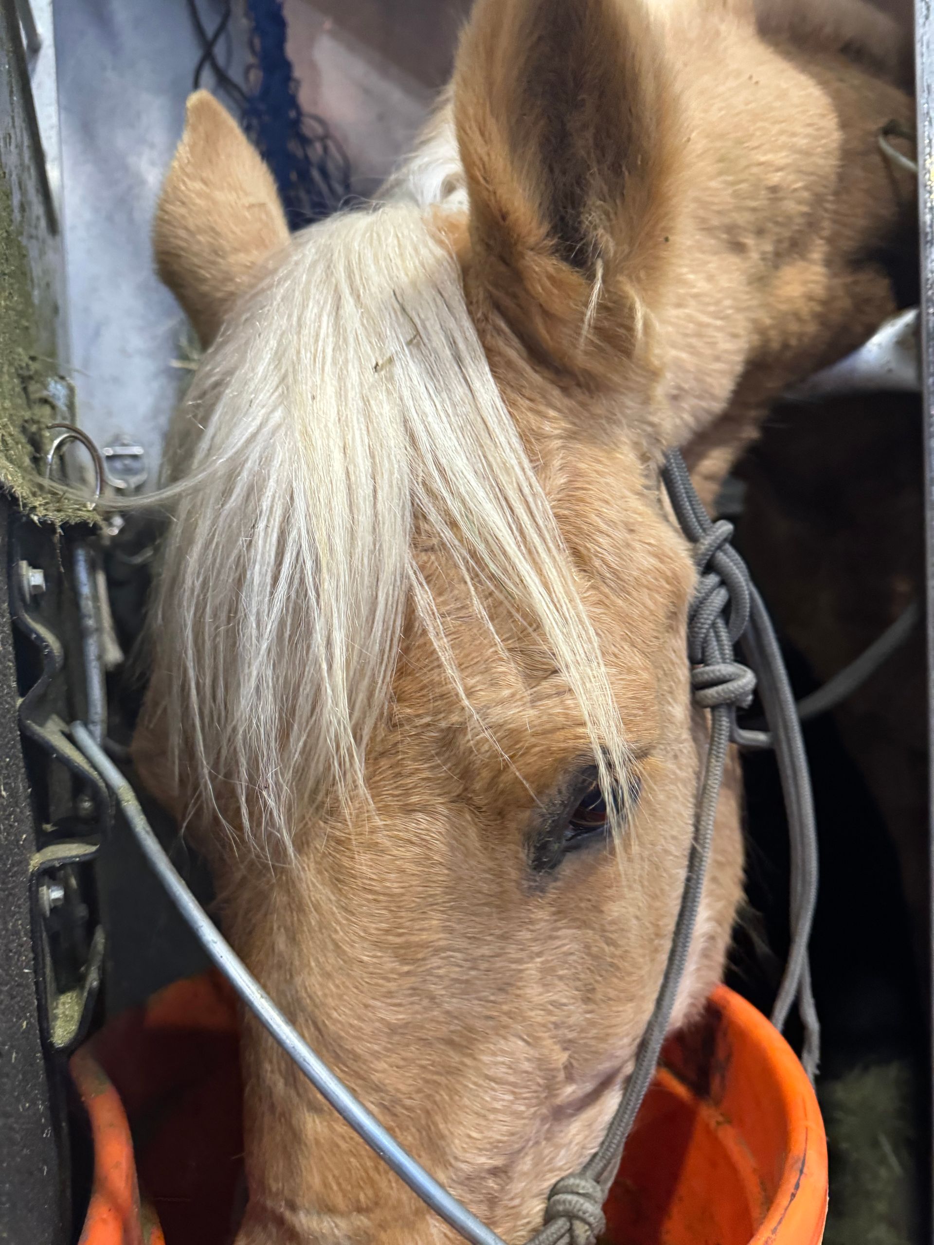 A close up of a horse in a bucket