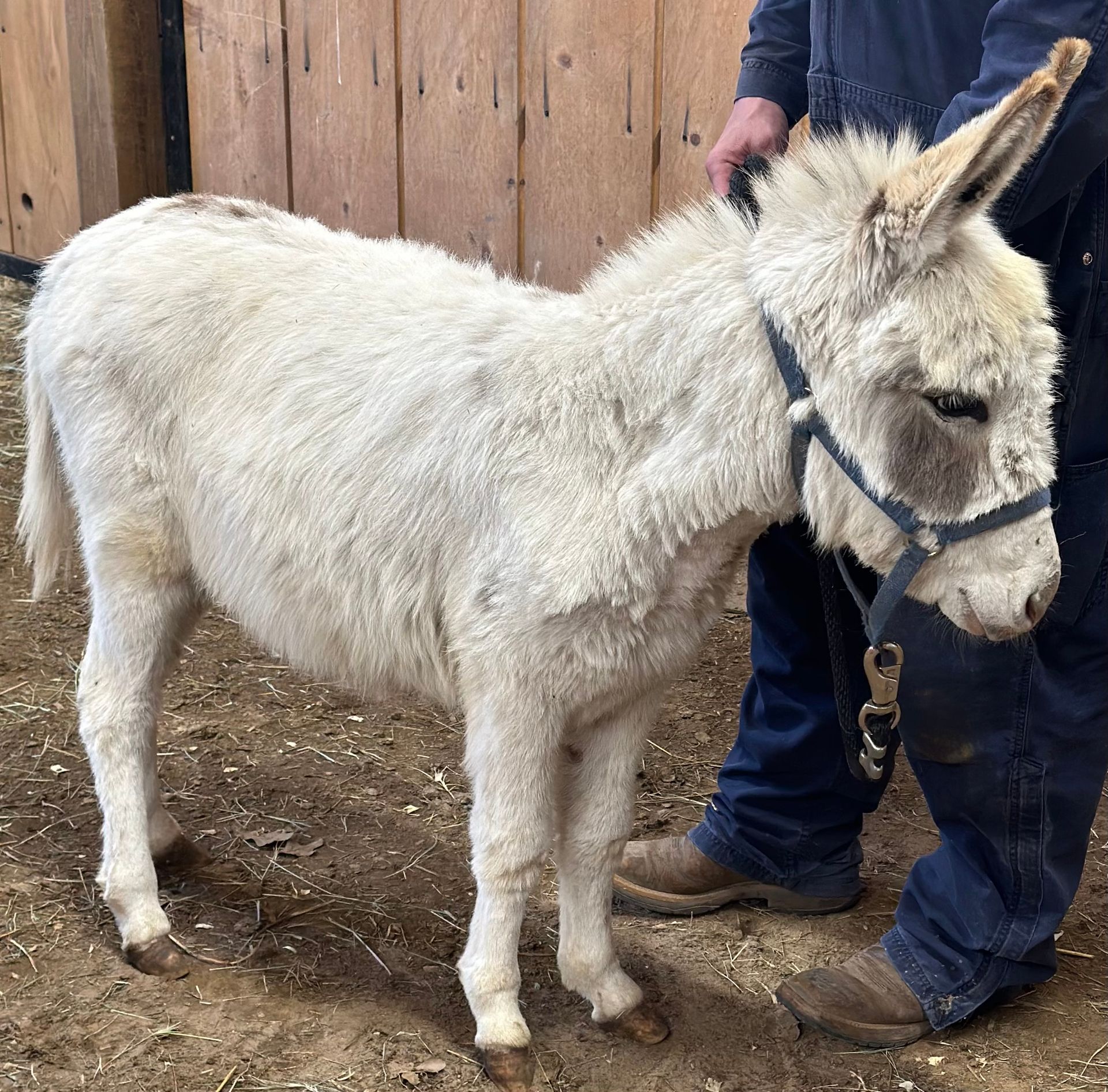 A man standing next to a small white donkey
