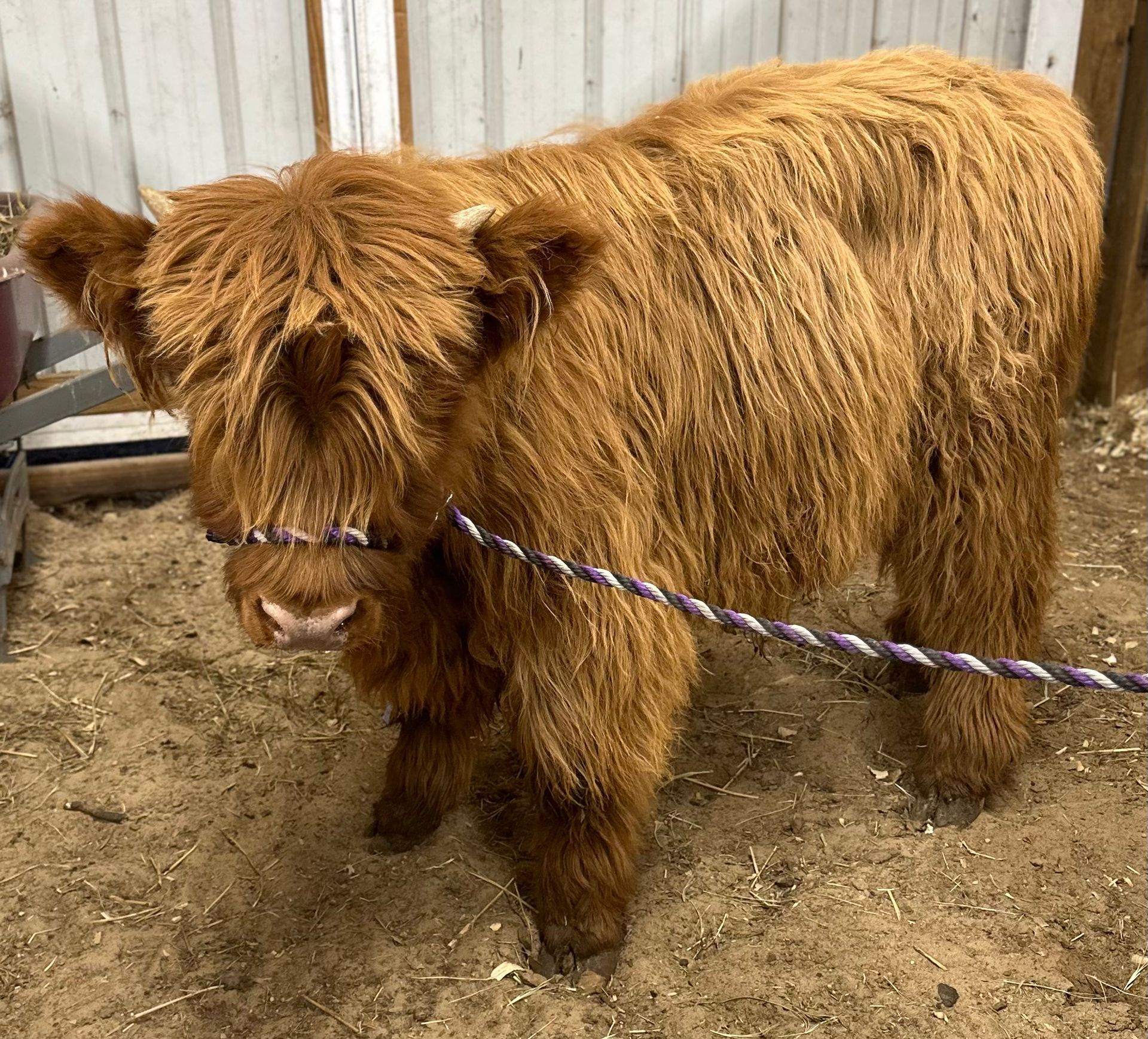A small brown cow is tied to a rope in a pen.