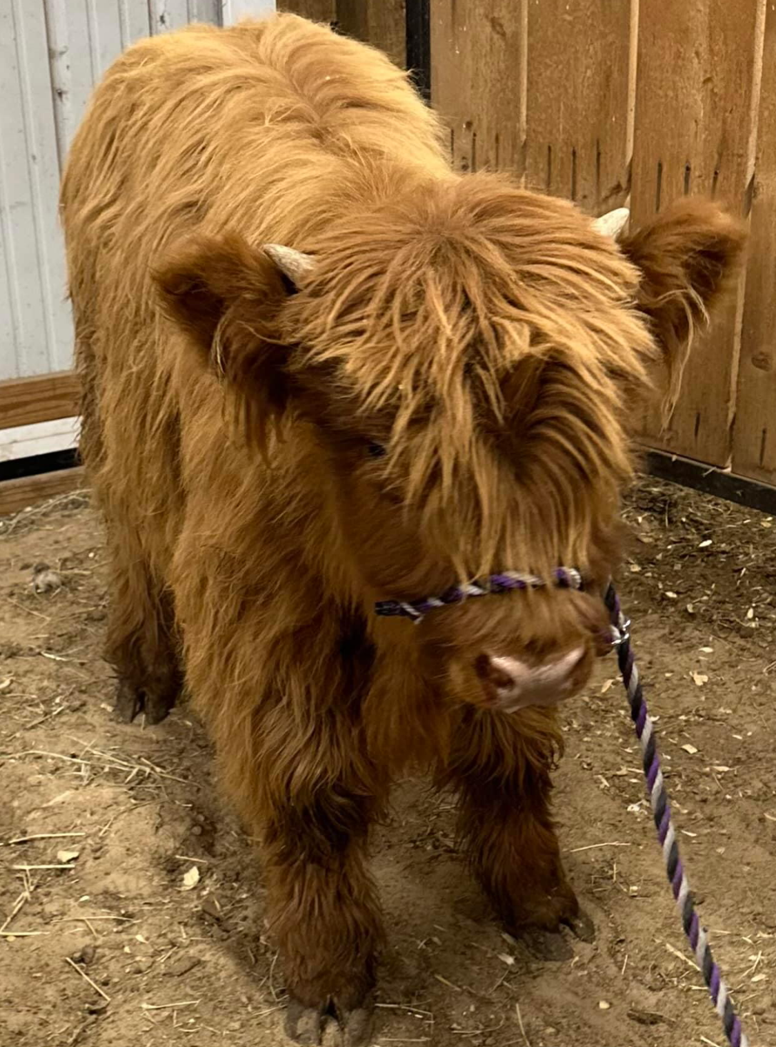 A brown cow is standing in the dirt with a rope around its nose.