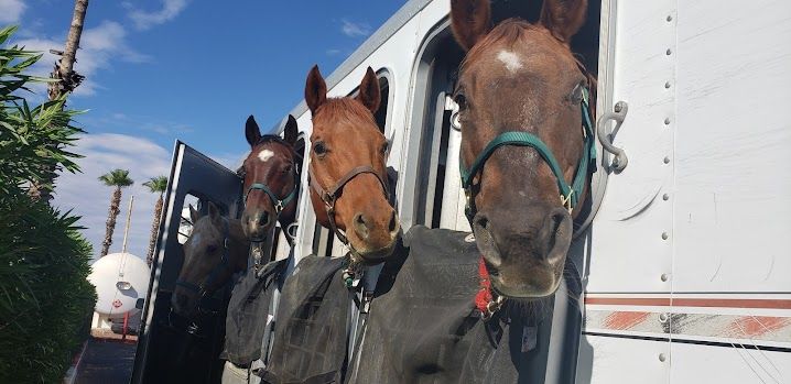 Three horses are standing next to each other in a trailer.
