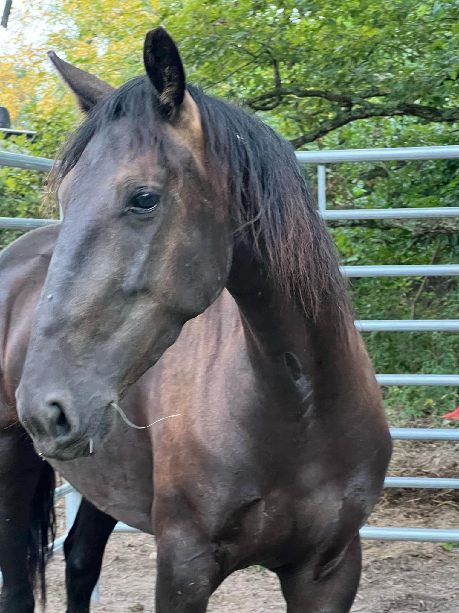 A black horse is standing in front of a metal fence.