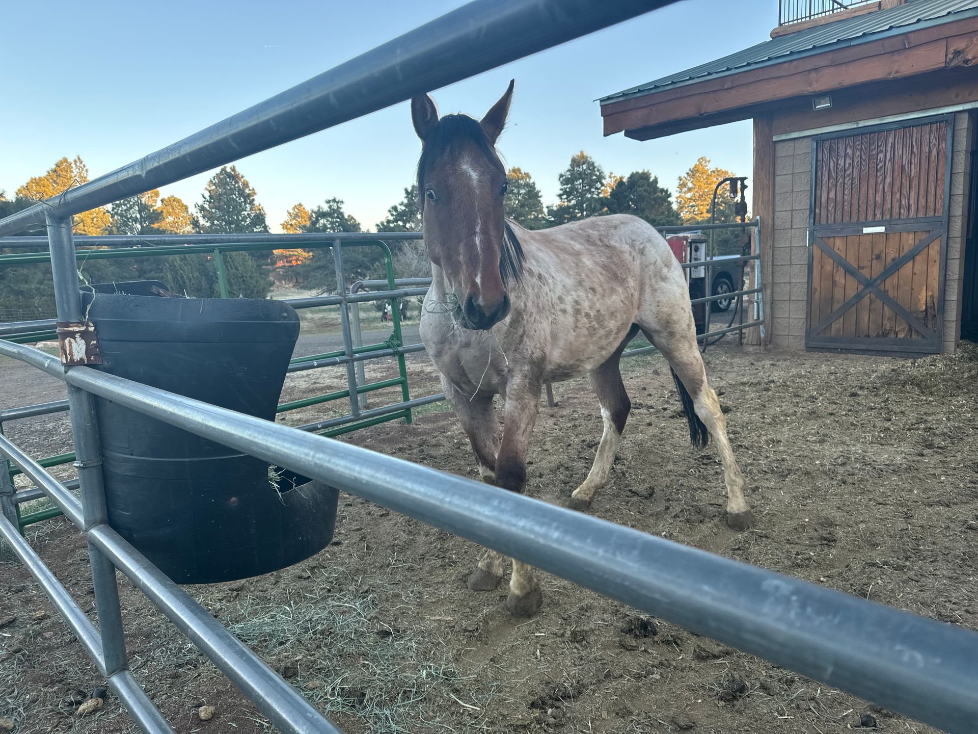 A horse is standing in a pen behind a fence.