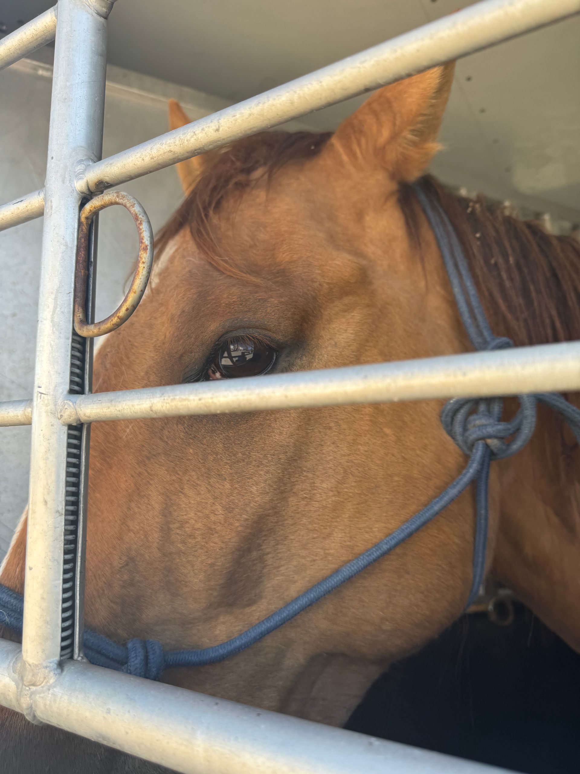 A brown horse with a blue bridle is behind a fence