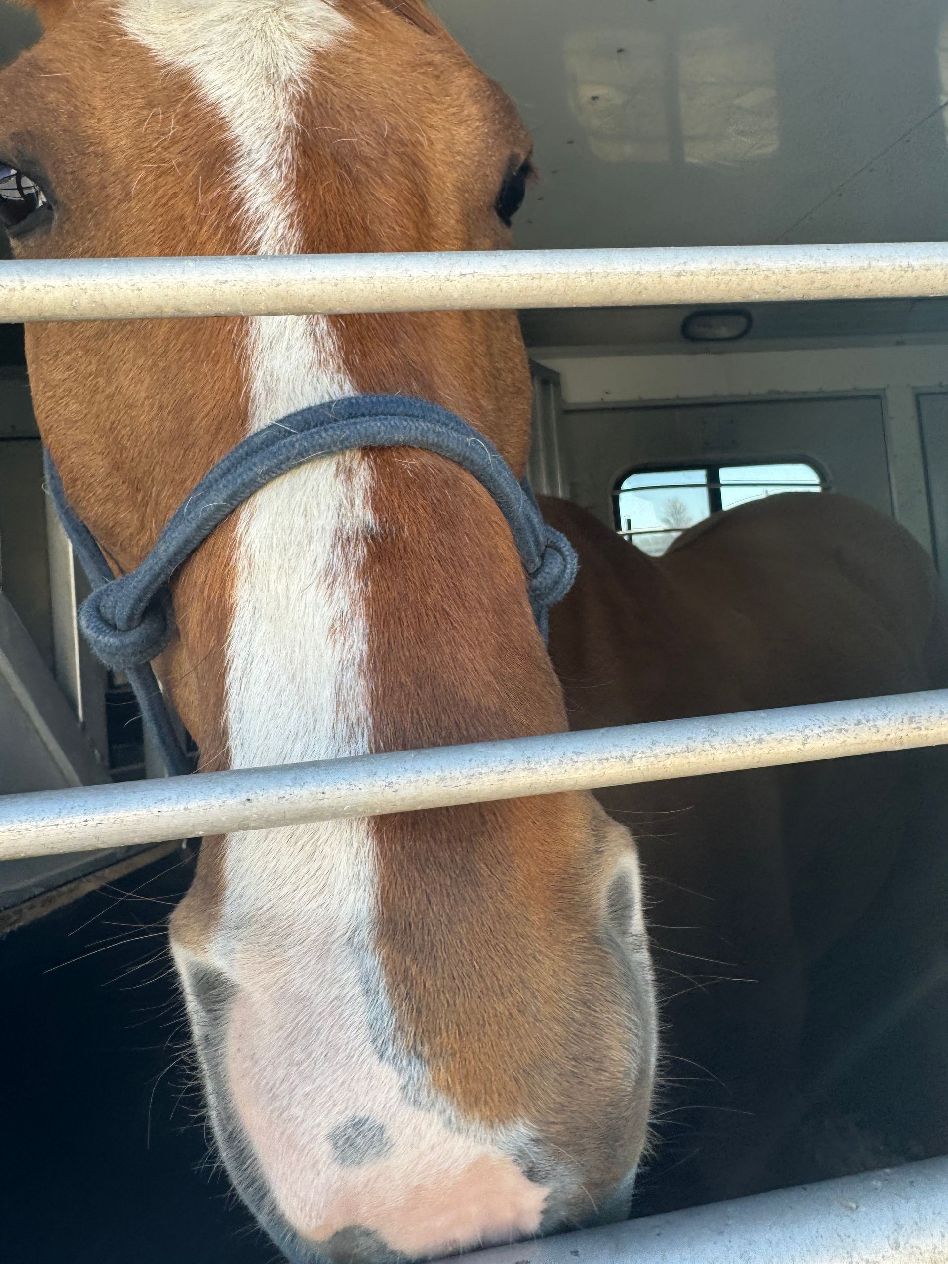 A brown horse with a white stripe on its nose is behind a fence.