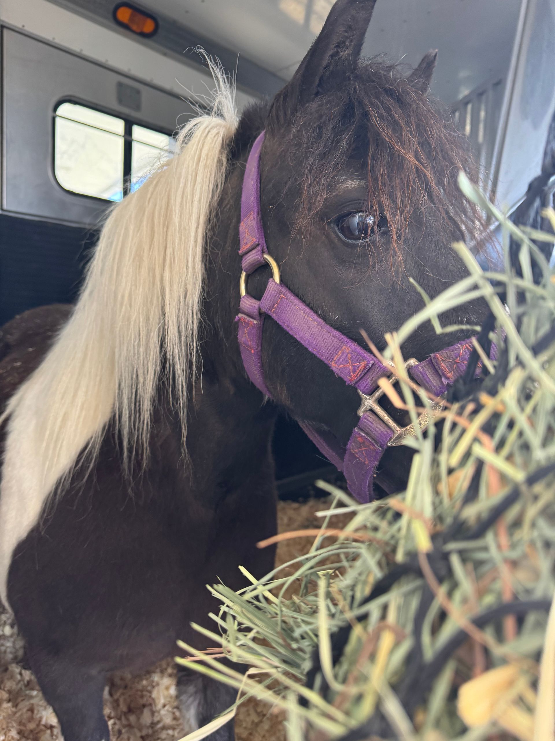 A brown and white horse with a purple halter is eating hay.