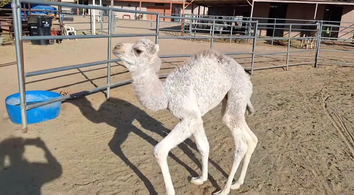 A baby camel is standing in the dirt in a pen.