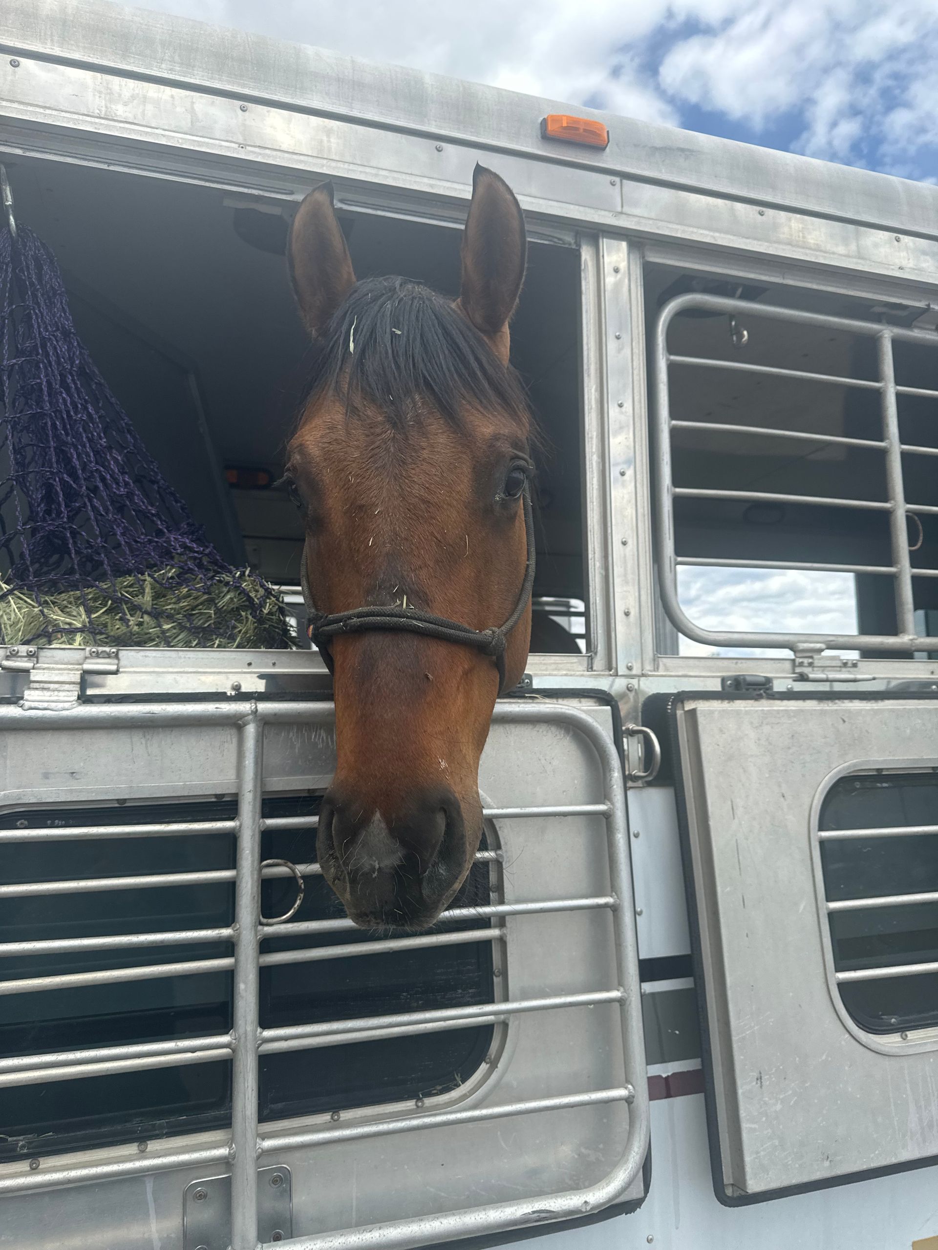 A horse is sticking its head out of a trailer