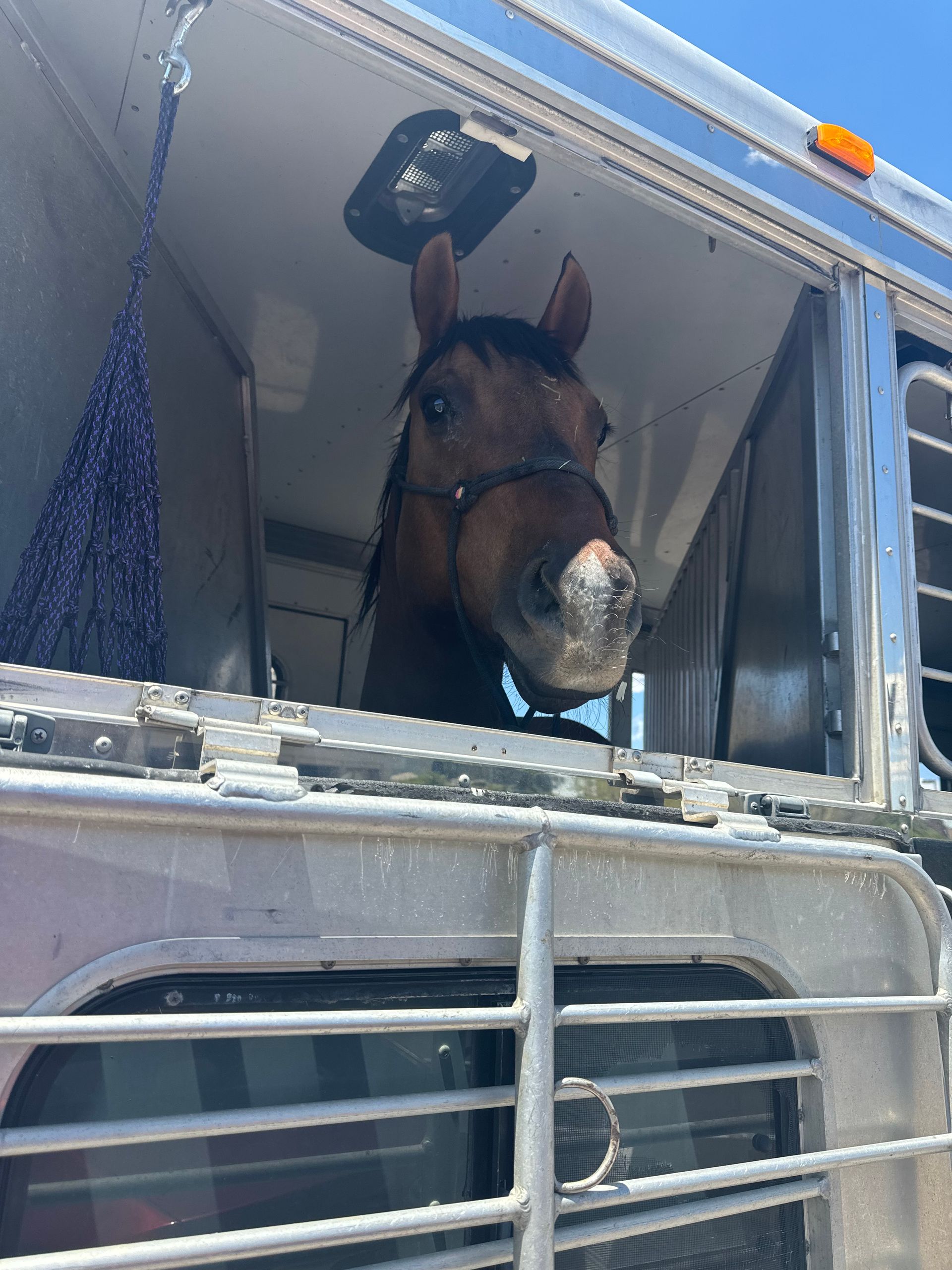 A horse in a trailer looking out the window
