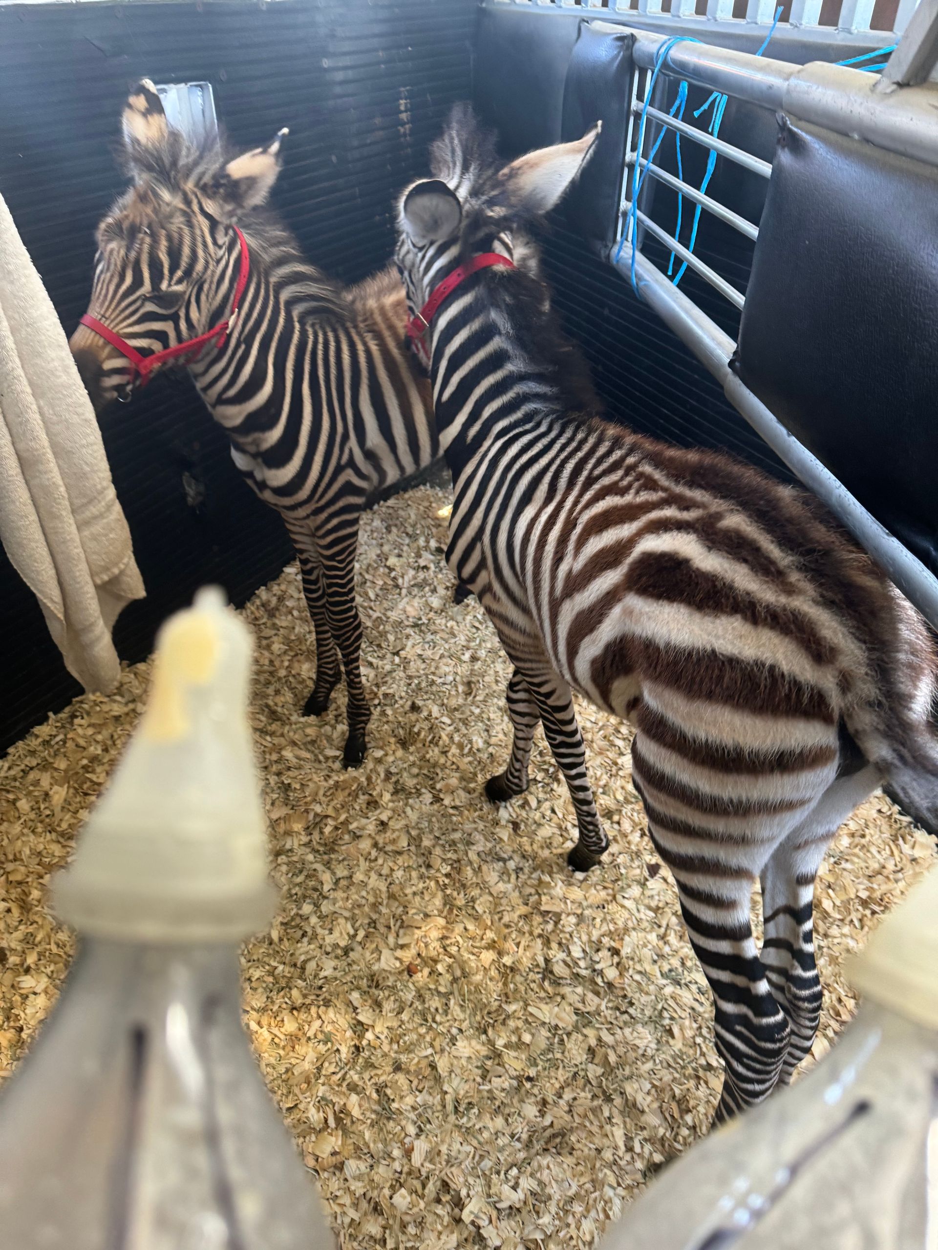 Two zebras are standing next to each other in a cage.