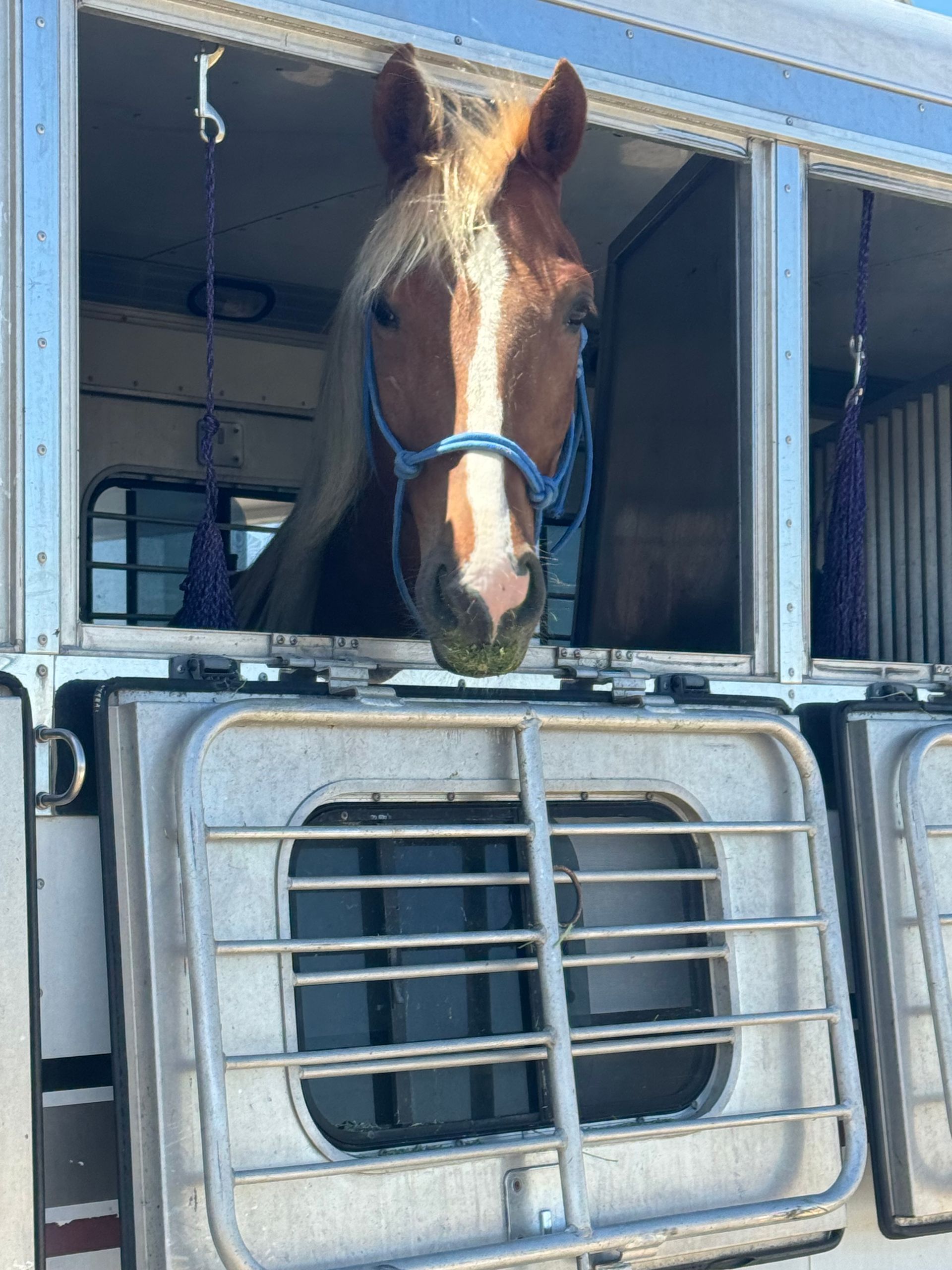 A horse is looking out of the window of a trailer.