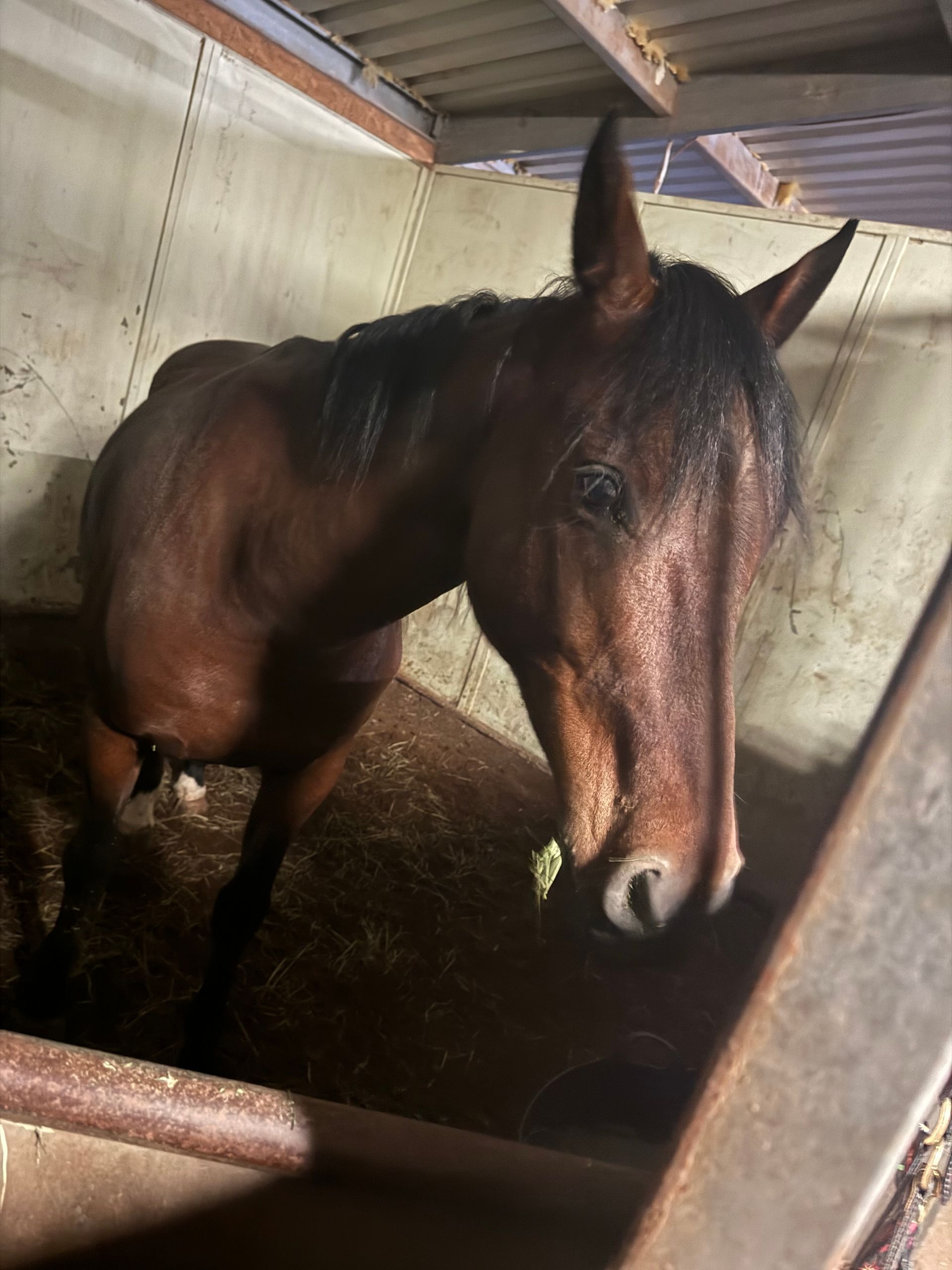 A brown horse is standing in a stable looking at the camera.