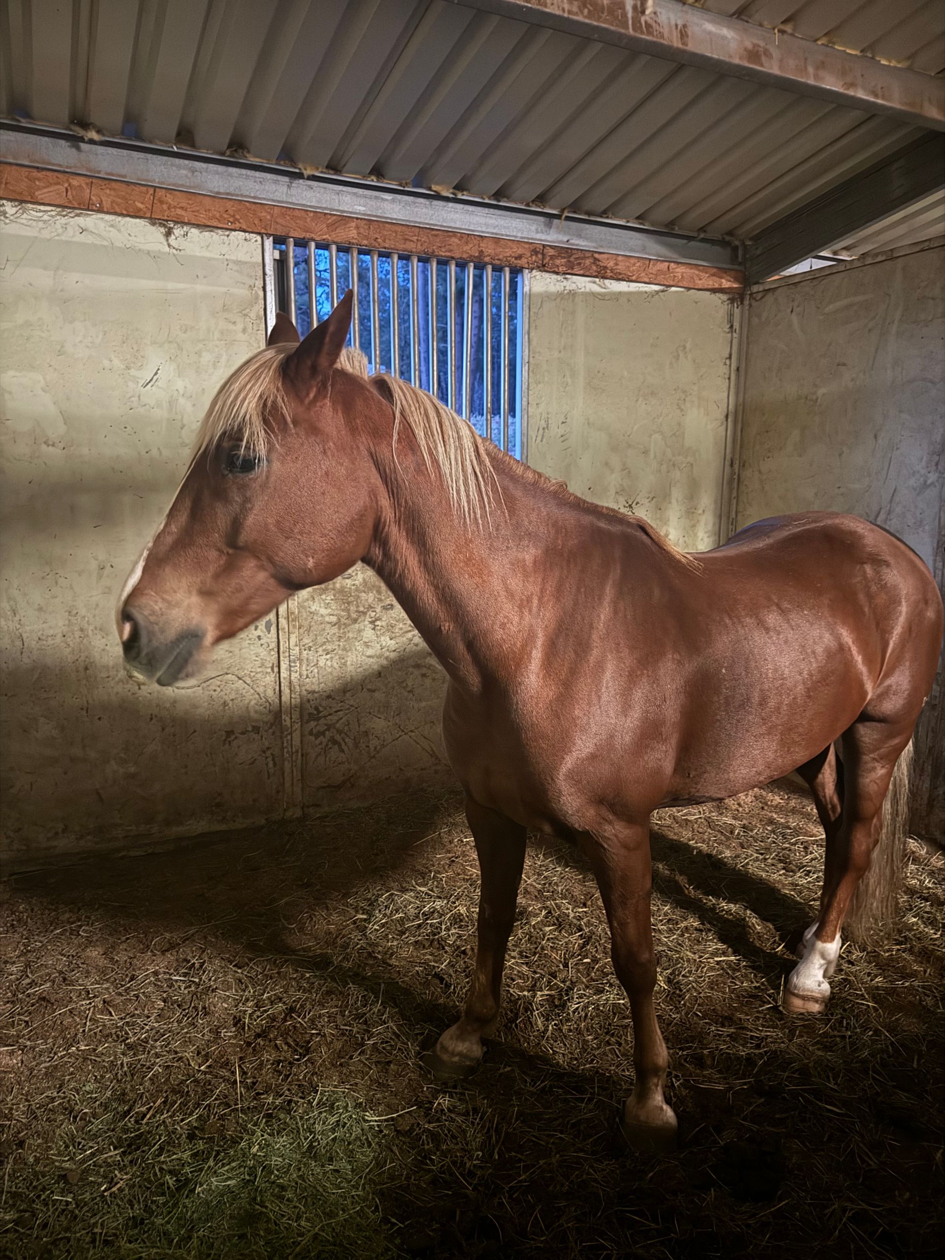 A brown horse standing in a stable with a blue window