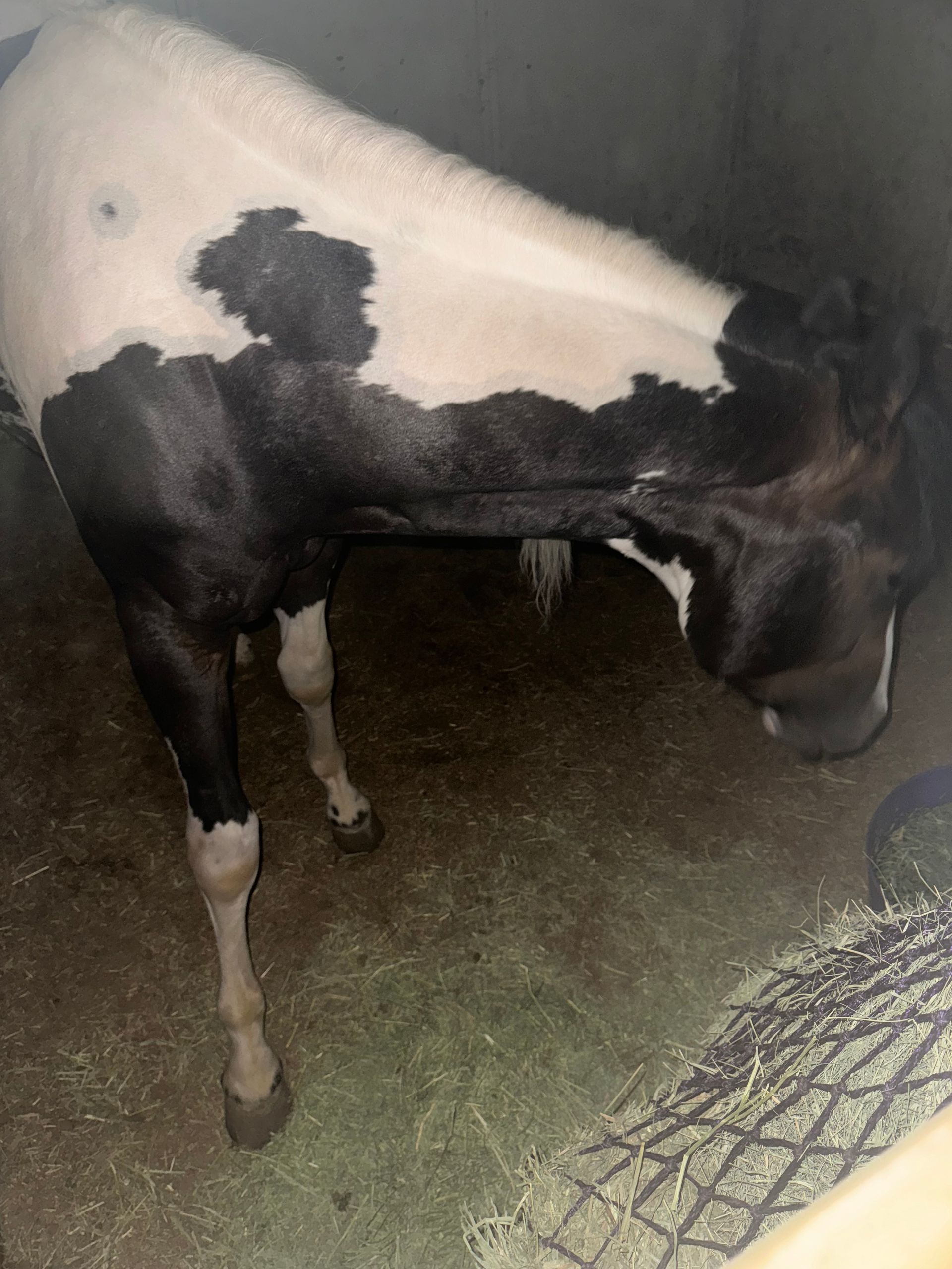A black and white cow is eating grass in a stable.