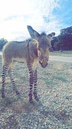A baby donkey with zebra stripes on its legs is standing on a gravel road.