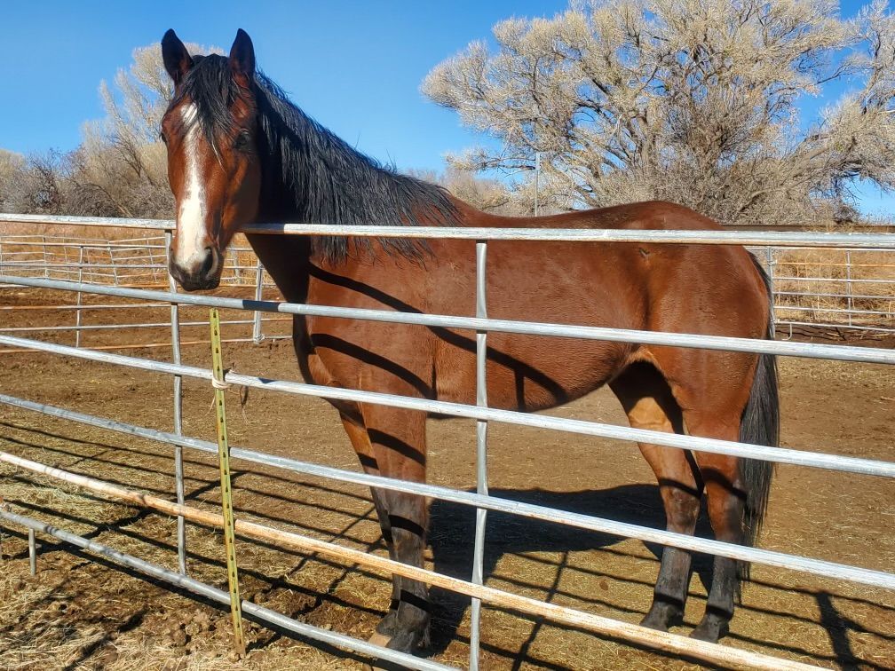 A brown horse standing behind a metal fence