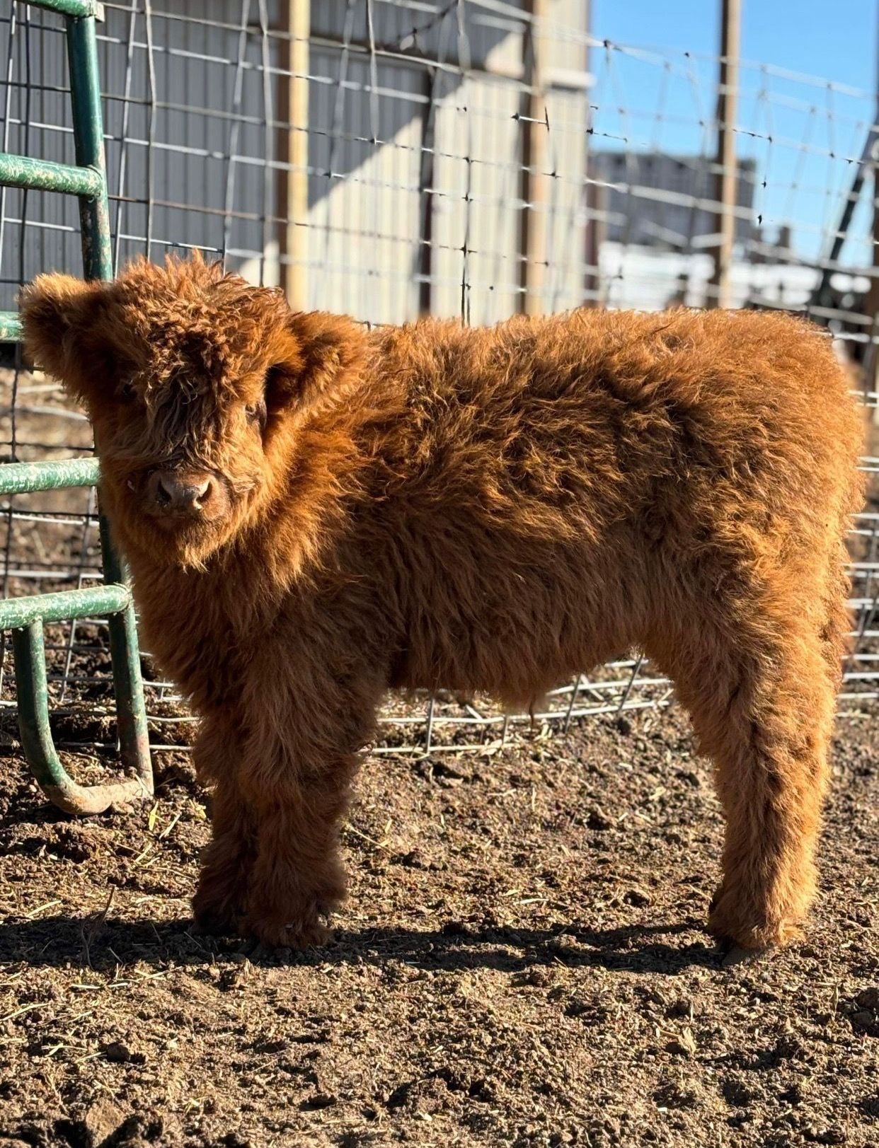 A brown cow is standing in a dirt field next to a fence.