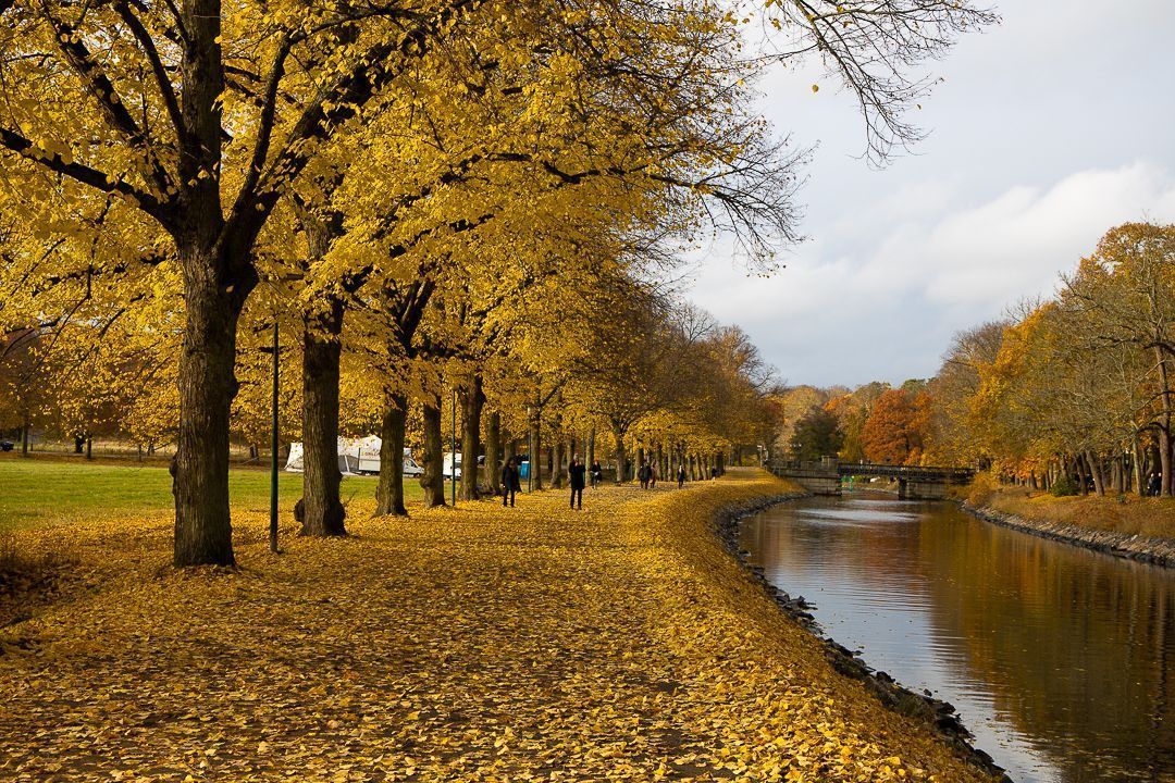 Autumn trees lining a leaf-covered path beside a calm canal under a cloudy sky