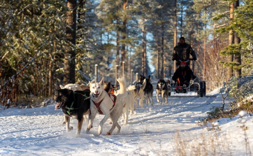 Husky team running through the hidden forest Rovaniemi