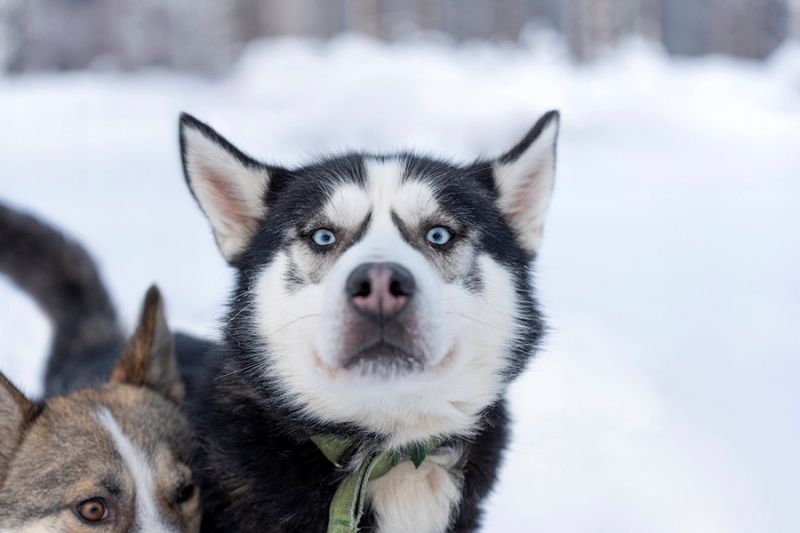 Traditional Husky Dog with blue eye