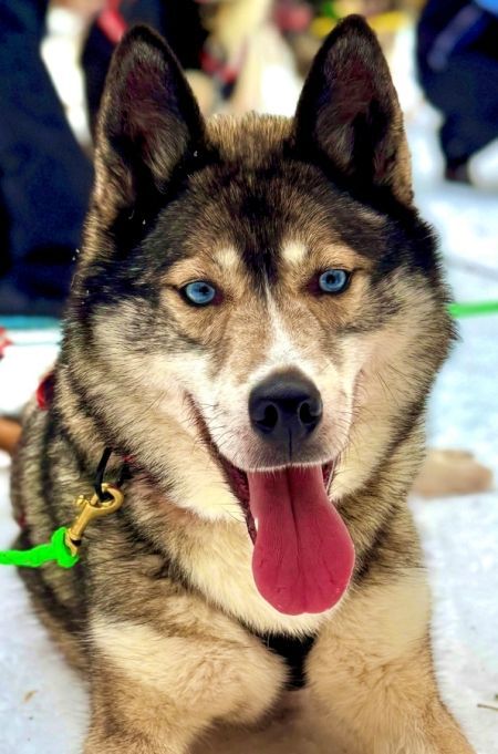 Cussding with husky dogs in Rovaniemi