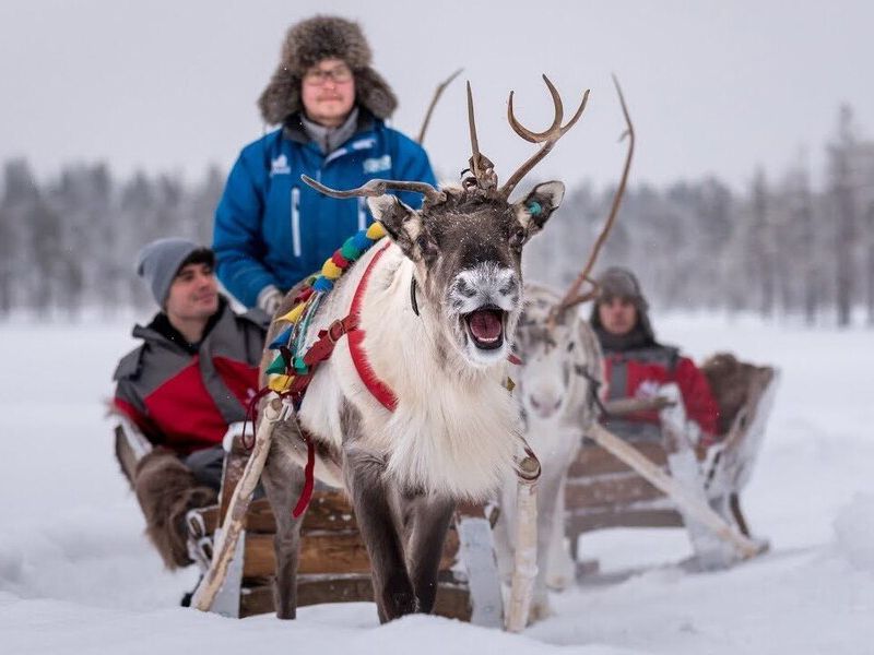 Reindeer safari Rovaniemi